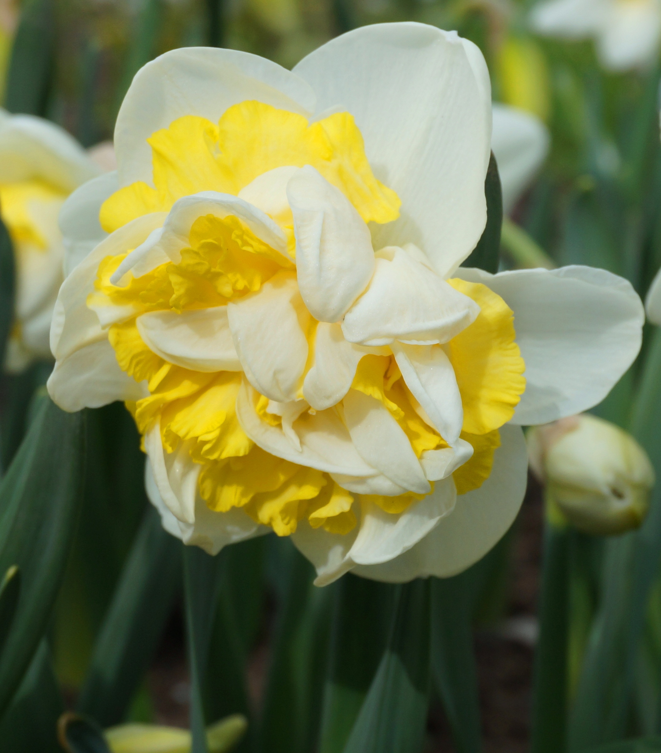 Nahaufnahme einer gefüllten Narzissenblüte mit weißen Außenblättern und einer fransigen, gelben Mitte