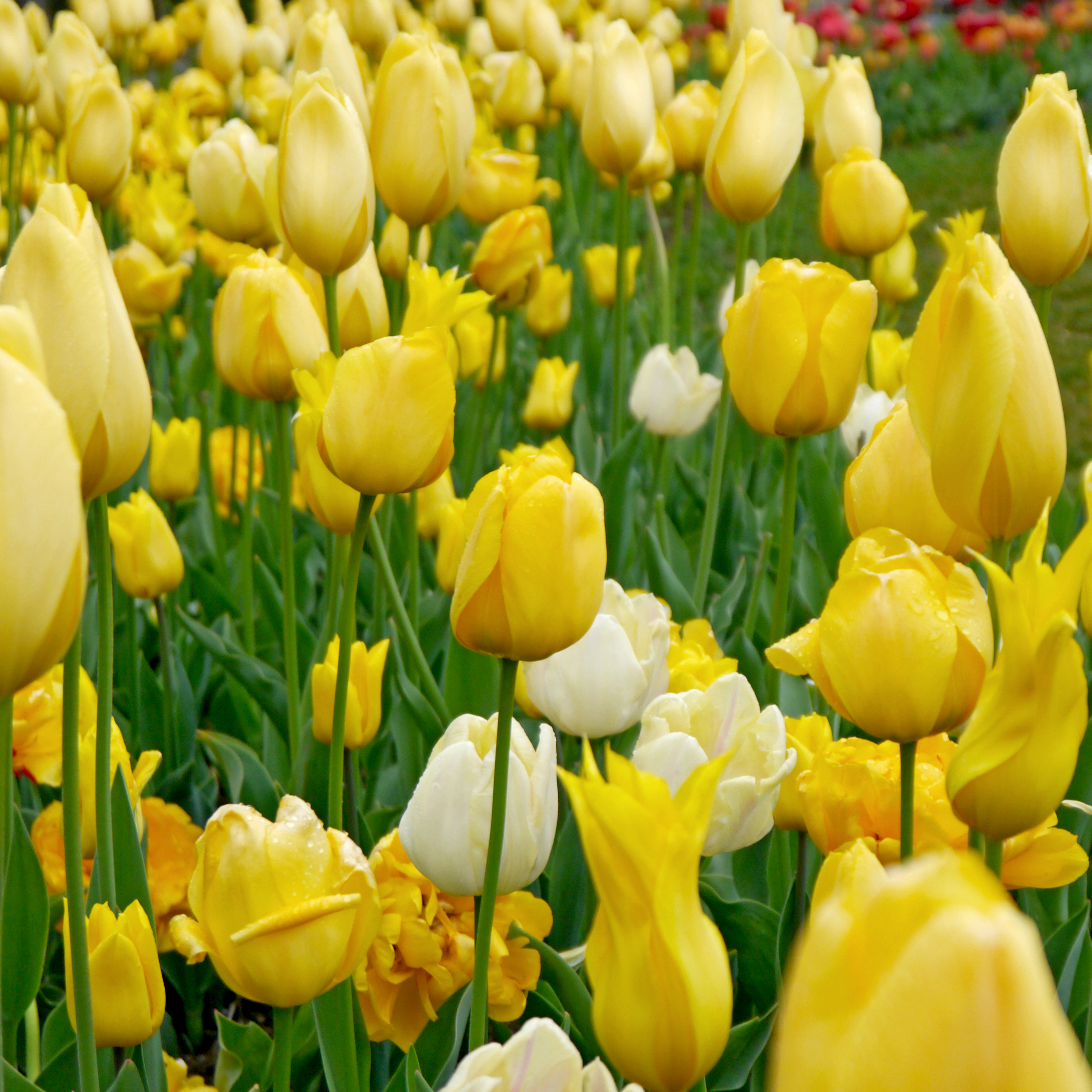 51063_Töne in Gelb Nahaufnahme eines dicht bepflanzten Blumenbeets mit gelben und vereinzelten weißen Tulpen, frischen Blüten und grünen Stängeln