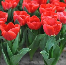 Nahaufnahme roter Tulpen im Beet, mehrere blühende Stiele mit grünen Blättern, ideal für Garten, Balkon oder als Dekoration