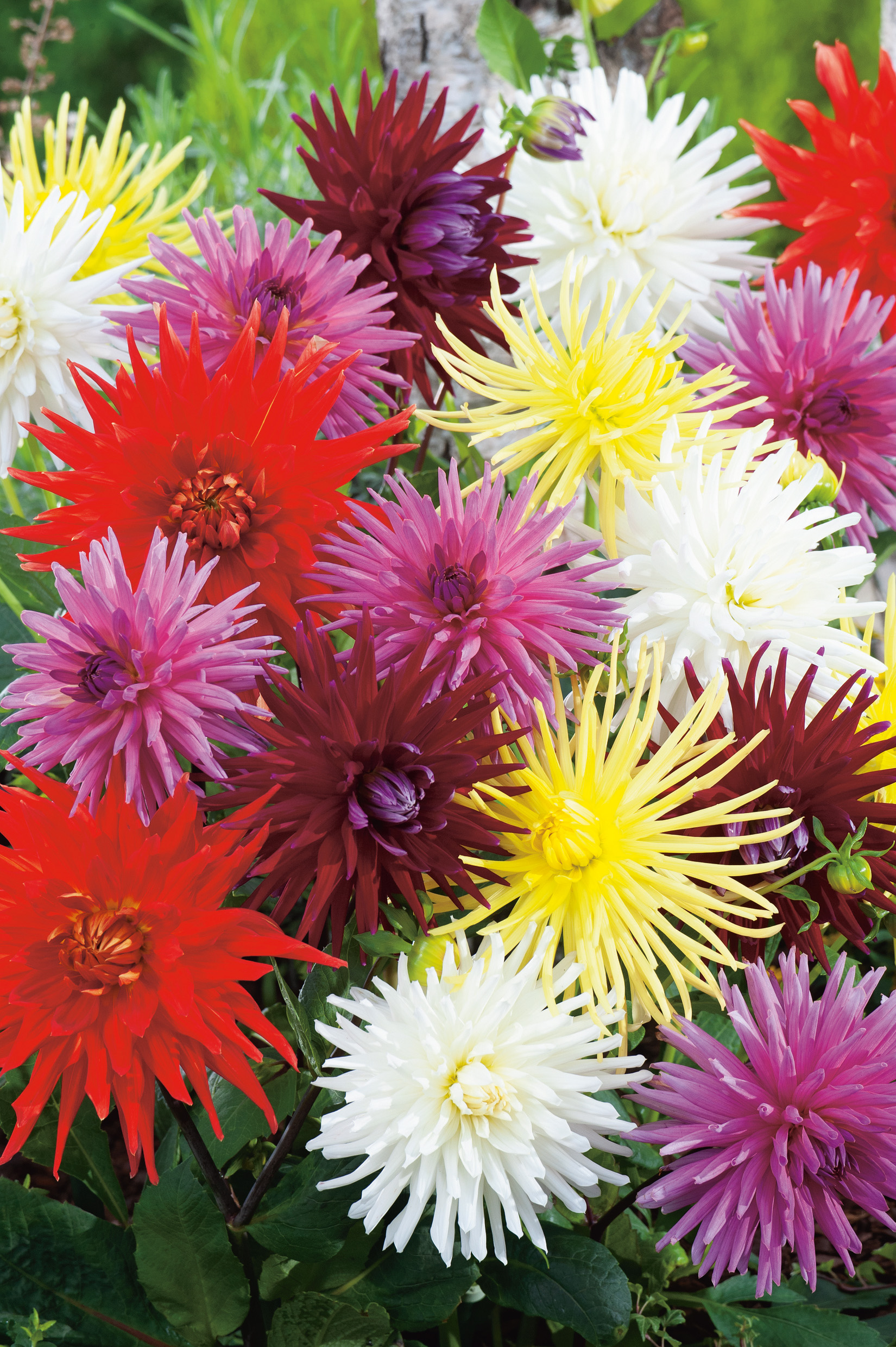 Nahaufnahme mehrerer farbiger Dahlien im Garten: kräftige rote, weiße, gelbe, rosa und dunkelrote kugelförmige Blüten mit spitzen, nadelartigen Blütenblättern, grüne Blätter im Hintergrund.