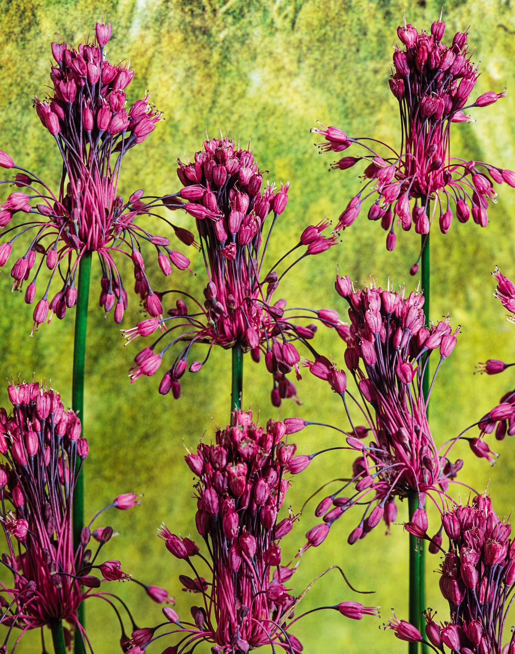 Allium carinatum ssp. pulchellum mit ungewöhnlichen rosafarbenen, teils hängenden und teils stehenden Blütenständen – dekorativer Zierlauch als Blickfang für den Garten