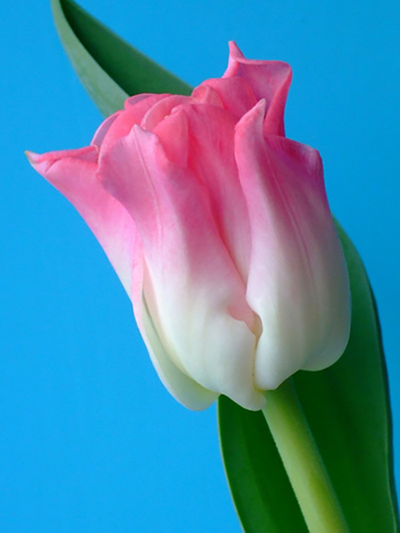 Nahaufnahme einer rosa-weißen Tulpe mit grünem Blatt vor blauem Hintergrund