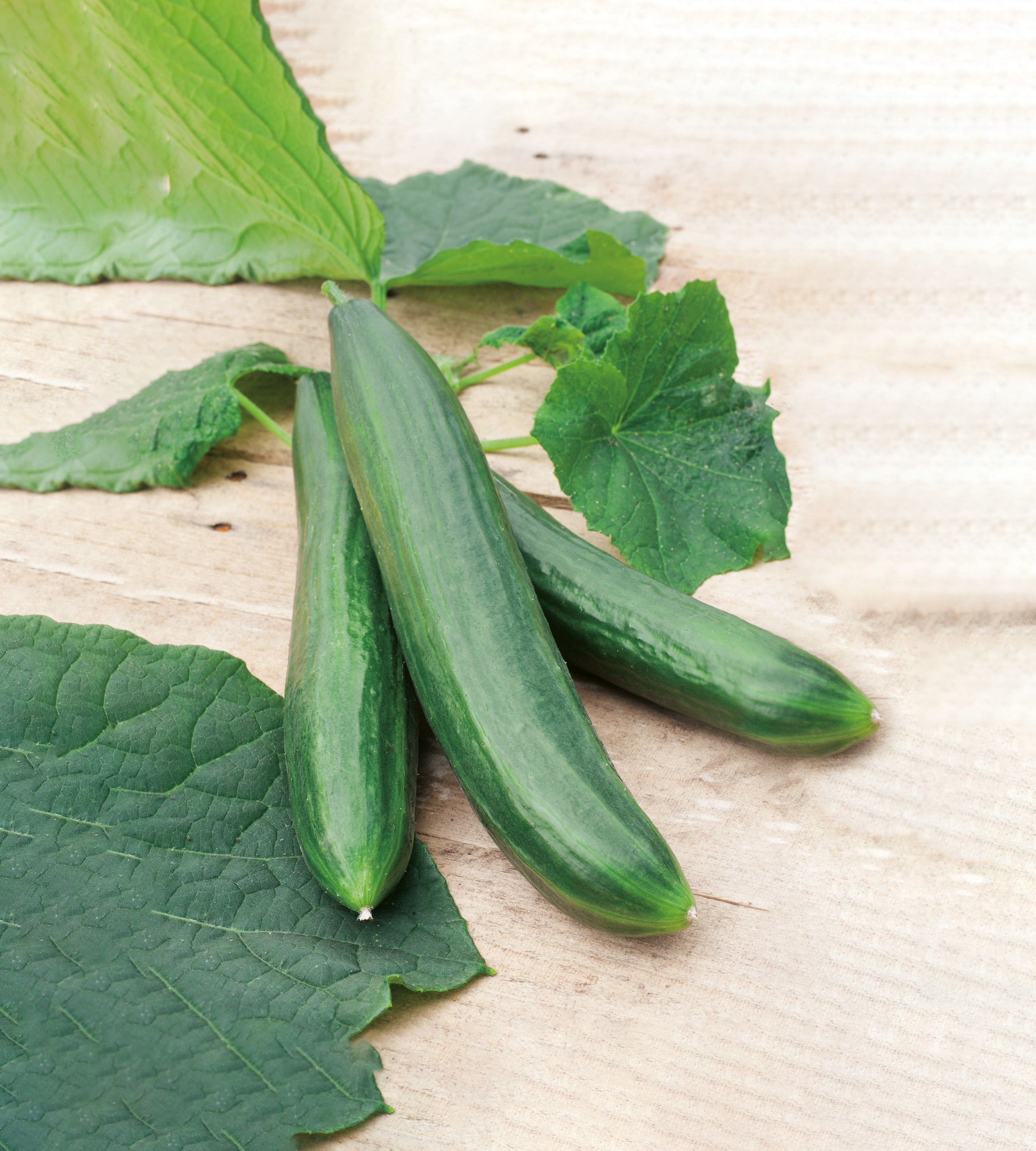 Freilandgurken Tanja