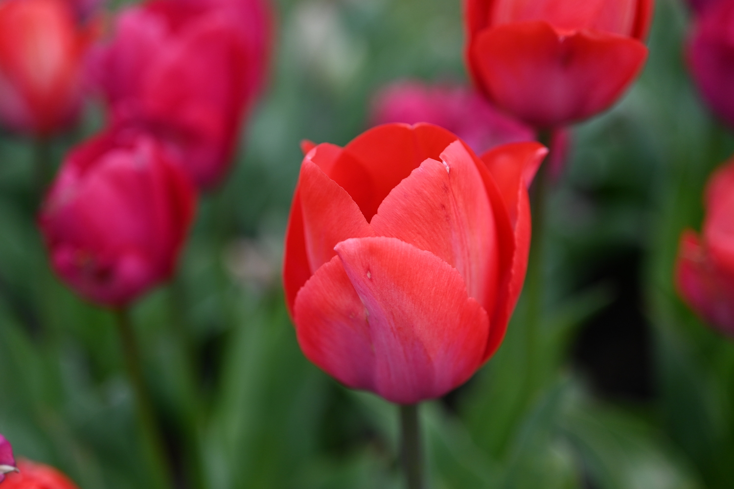 Nahaufnahme der Darwin-Hybrid-Tulpe Lady van Eijk mit großer, becherförmiger Blüte in klarem Rosé mit lachsigem Schimmer, ideal für Beet, Gruppenpflanzung und Topf.