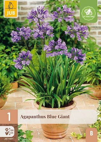 Agapanthus Blue Giant