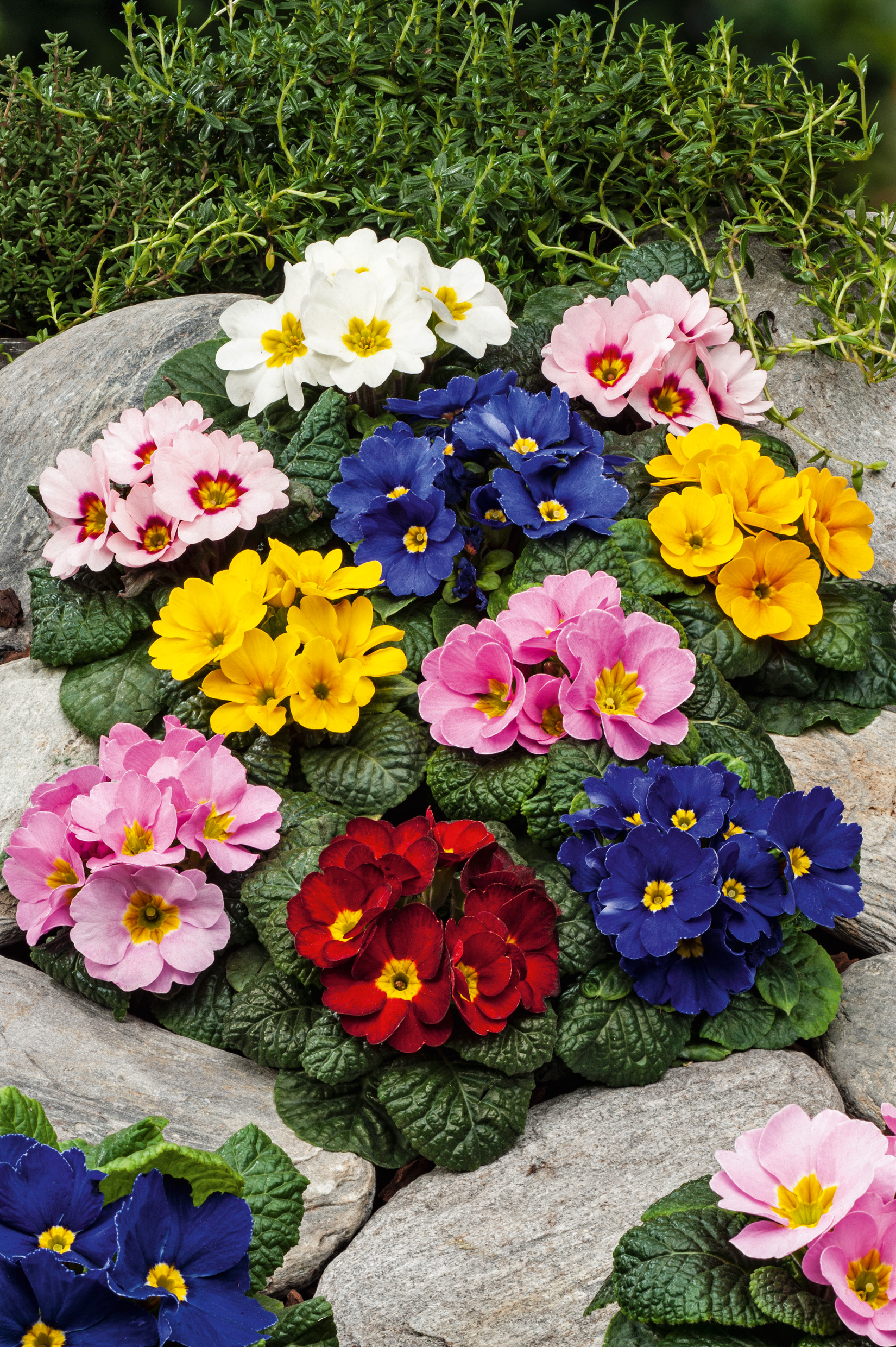 Nahaufnahme bunter Primeln (Primula) in verschiedenen Farben, auf Steinen arrangiert, mit dunklen Blättern – ideal für Balkon, Beet und Kübel.