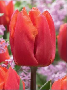 Triumph-Tulpen Chansonette