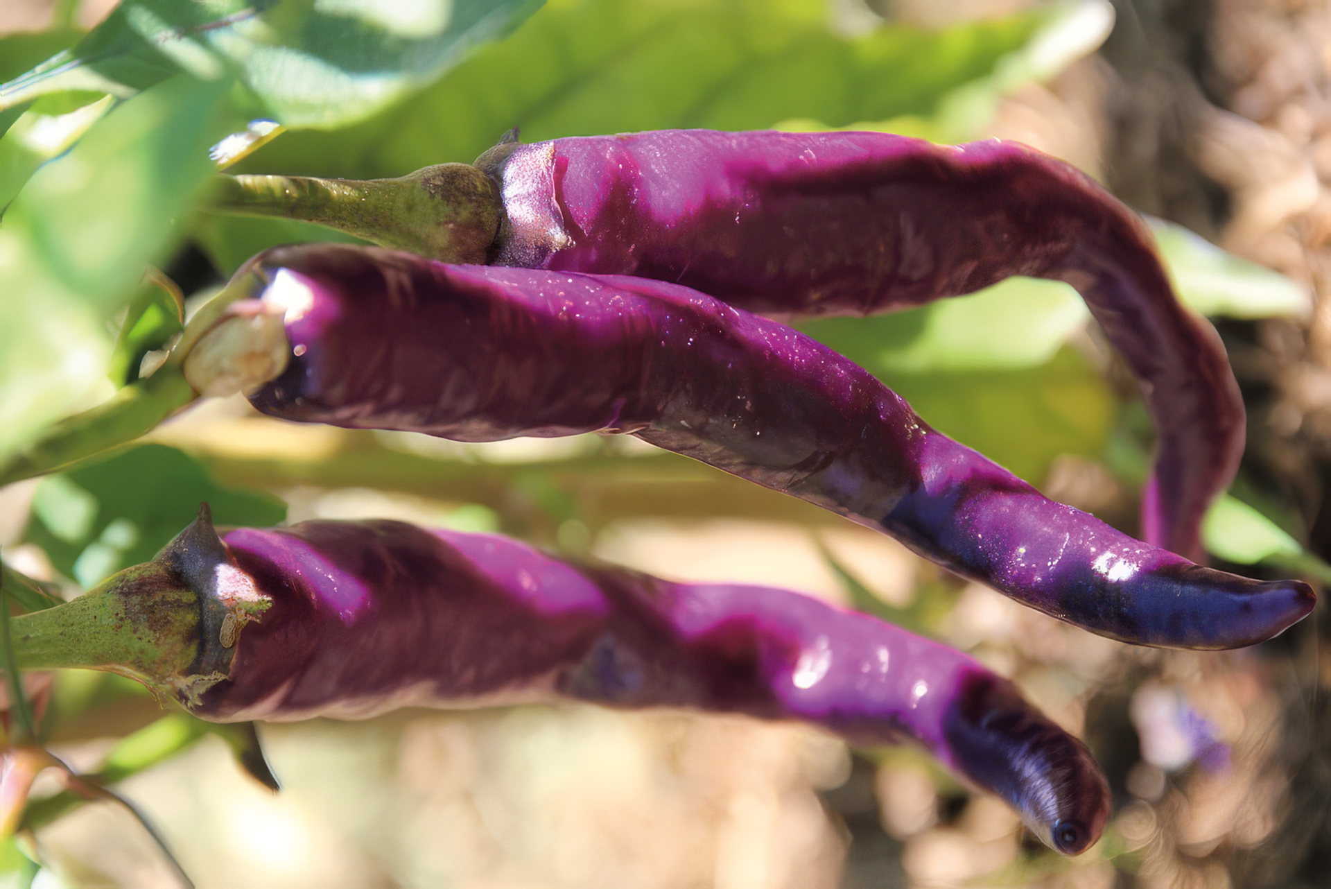 Chili Diavoletta