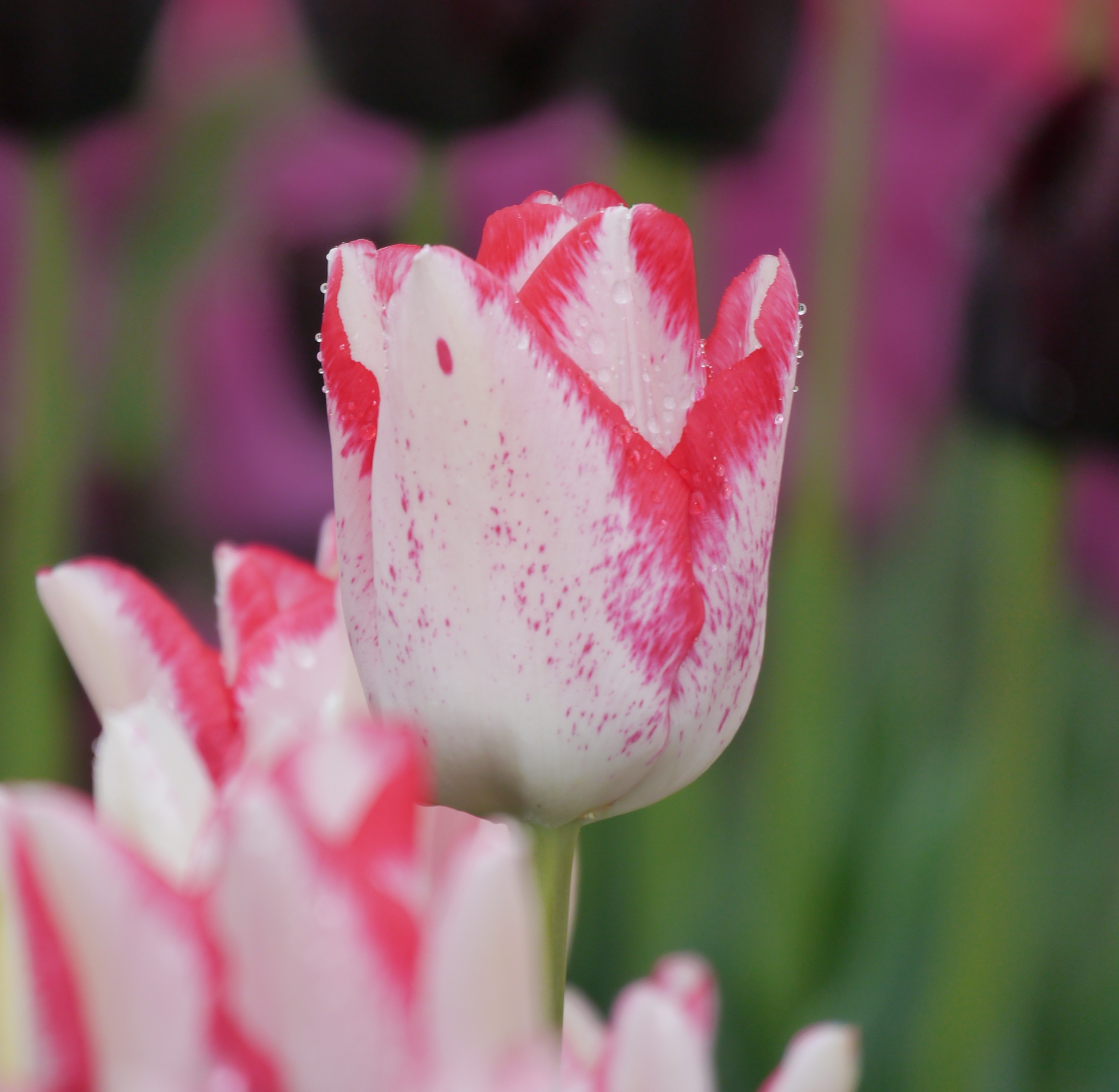 Nahaufnahme einer weißen Tulpe mit pink-rotem Rand an den Blütenblättern und einzelnen Wassertropfen, unscharfer Hintergrund mit weiteren Tulpen und grünen Stängeln