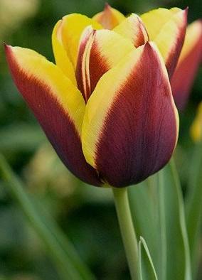 Nahaufnahme einer Bicolor-Tulpe mit leuchtend gelben Rändern und dunkelroter bis bordeauxfarbener Mitte, grünem Stiel und unscharfem Hintergrund