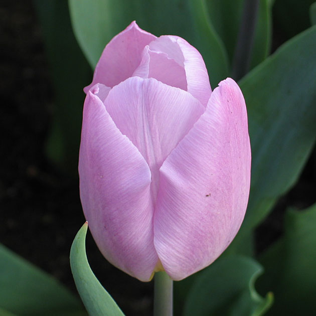 Nahaufnahme einer zartrosa Tulpenblüte mit geschlossenem Kelch vor grünen Blättern