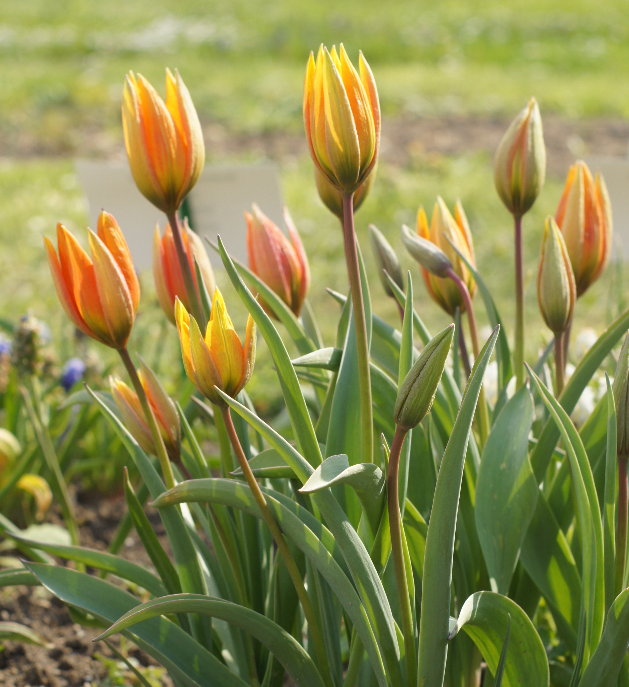 Nahaufnahme von orange-gelben Tulpen im Beet: mehrere geschlossene und teilweise geöffnete Blütenknospen, lange grüne Blätter und unscharfer Frühlingsrasen im Hintergrund.