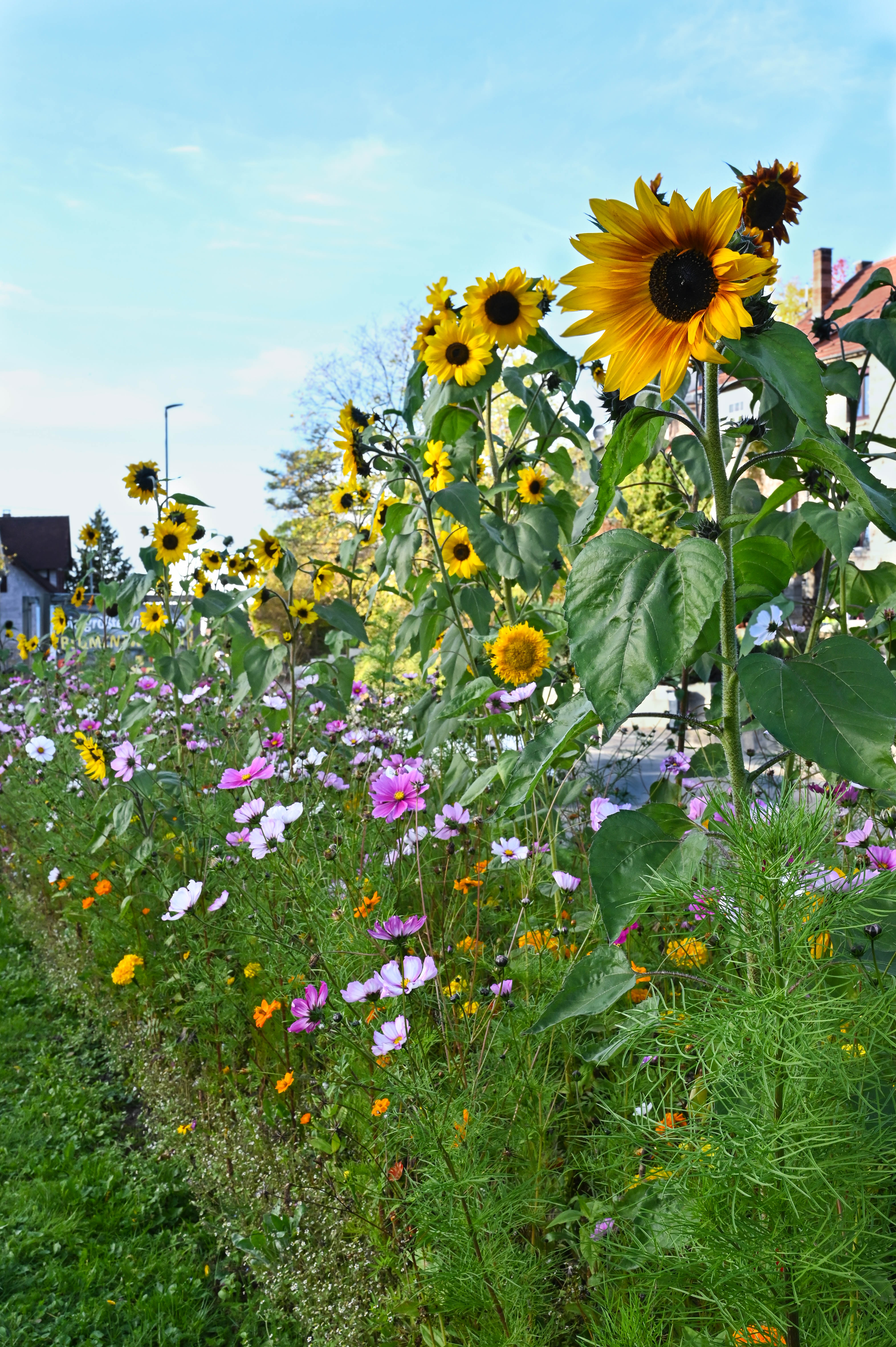 Blumenbeet mit hohen gelben Sonnenblumen im Vordergrund, rosa und weiße Kosmeen sowie orangefarbene Blüten, grünes Laub, blauer Himmel und Wohnhäuser im Hintergrund