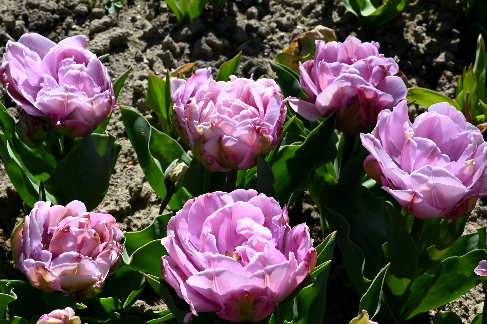 Gefüllte späte Tulpe Katinka mit dicht gefüllten, lilac-rosa bis silberlila Blüten und kräftigem Laub im Beet, ideal für elegante Frühlingspflanzungen in Sonne oder Halbschatten.