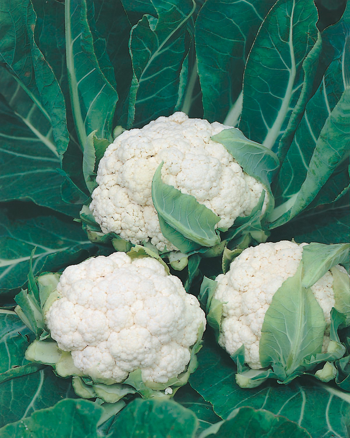 Nahaufnahme von drei frischen weißen Blumenkohlköpfen, umgeben von grünen Blättern