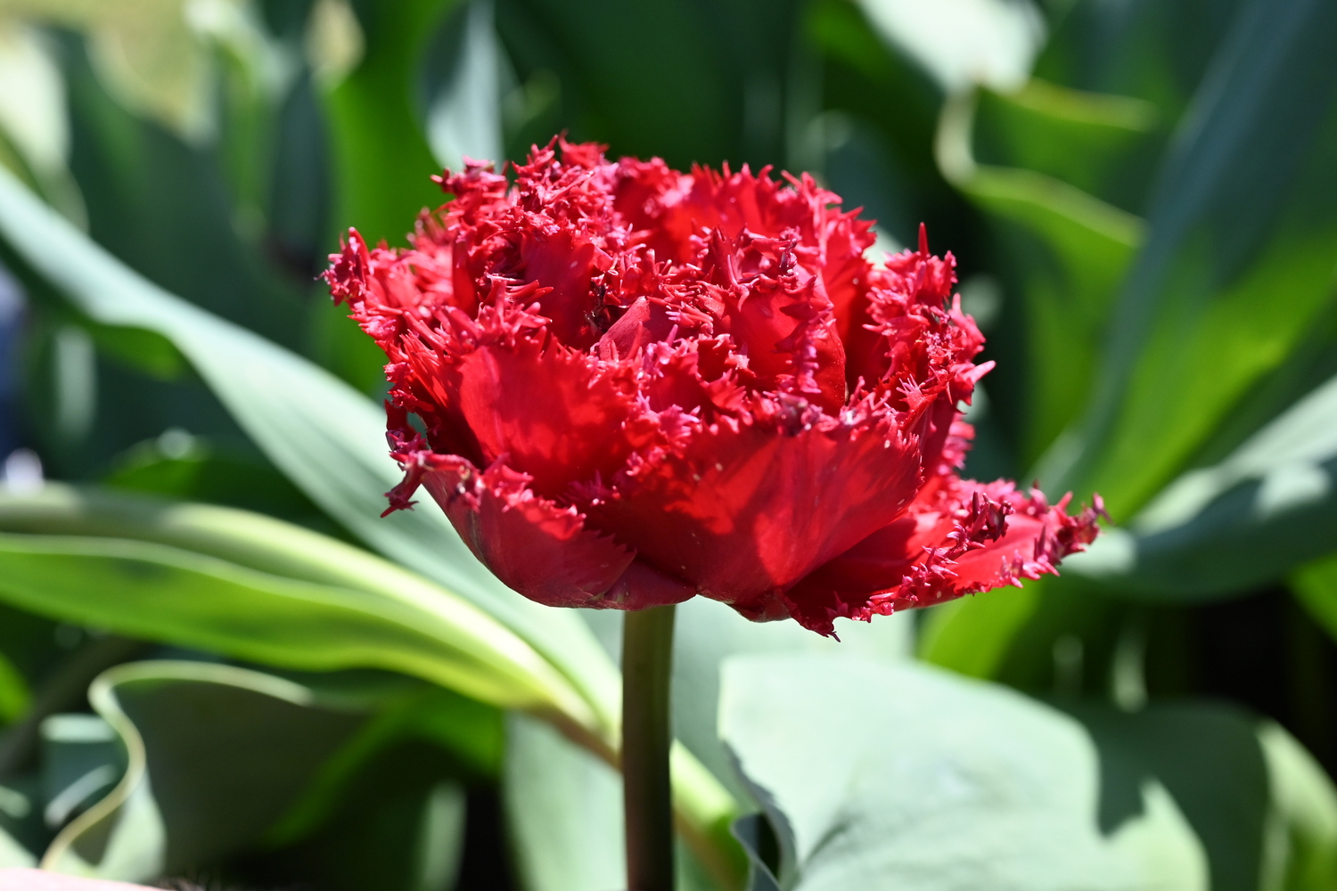 Crispa-Tulpen Qatar