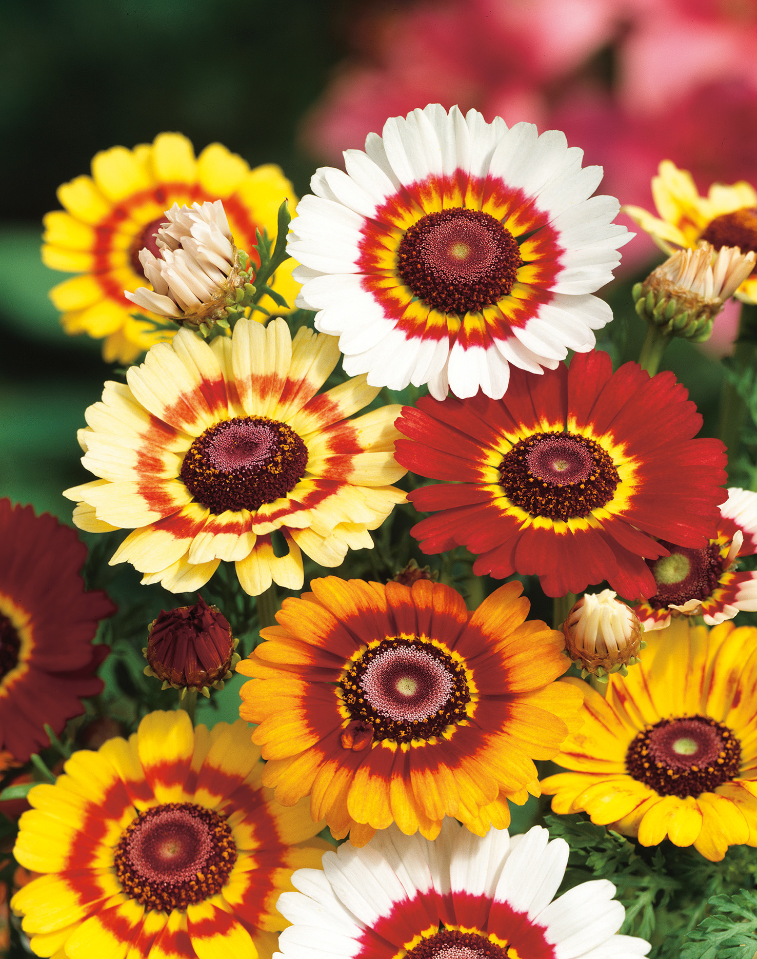 Vielfältige Blumen in Gelb, Rot und Weiß mit einzigartigen Farbmuster