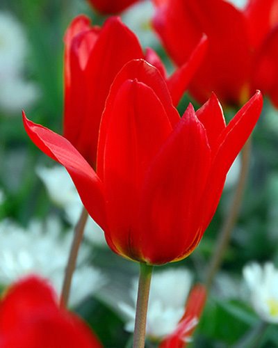 Einzelne rote Tulpe in voller Blüte, Nahaufnahme vor unscharfem Gartenhintergrund