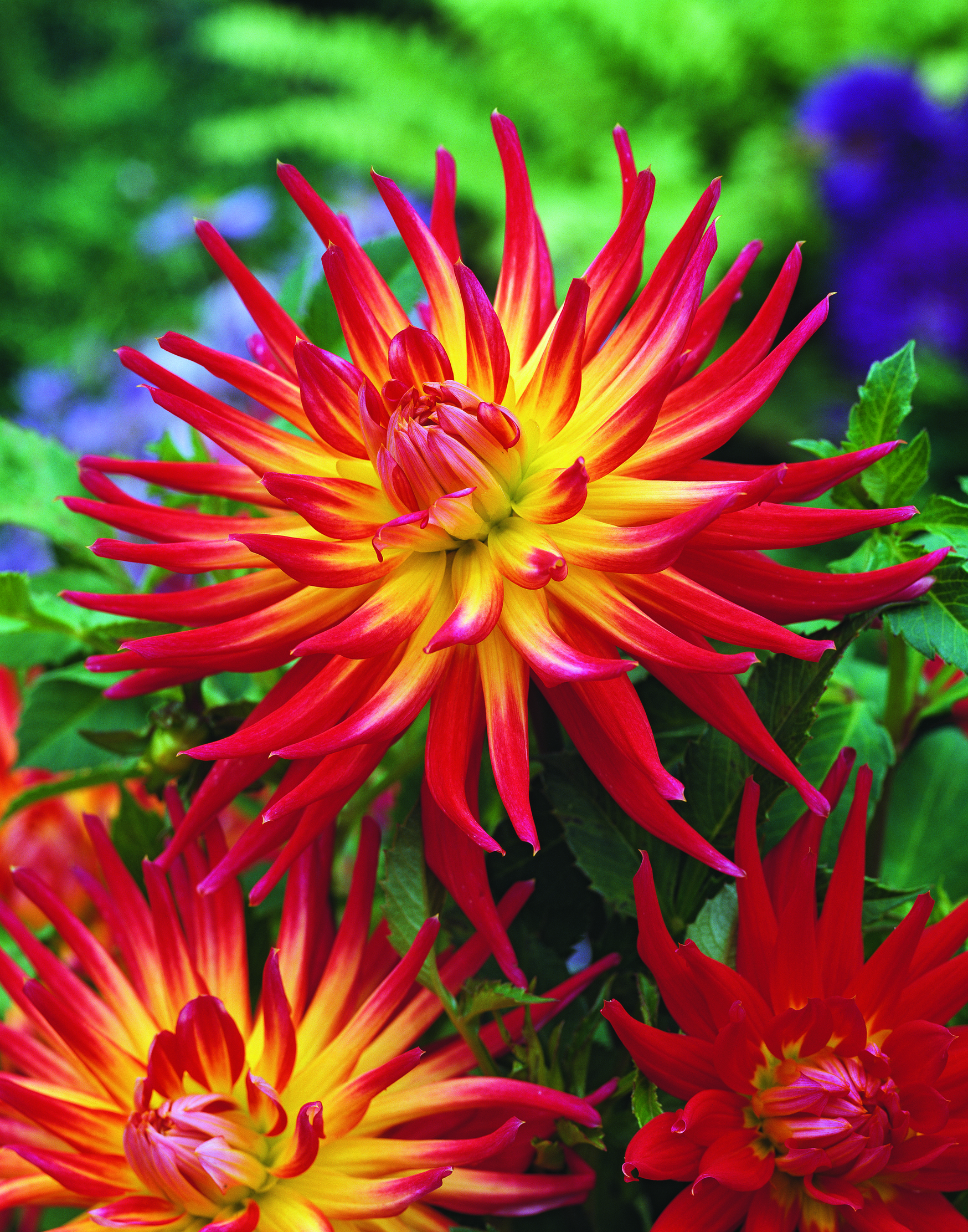 2805_Kaktus-Dahlien_Bora Bora_FM Nahaufnahme mehrerer rot-gelber Dahlien mit spitz zulaufenden Blütenblättern und leuchtend gelben Zentren in einem Garten