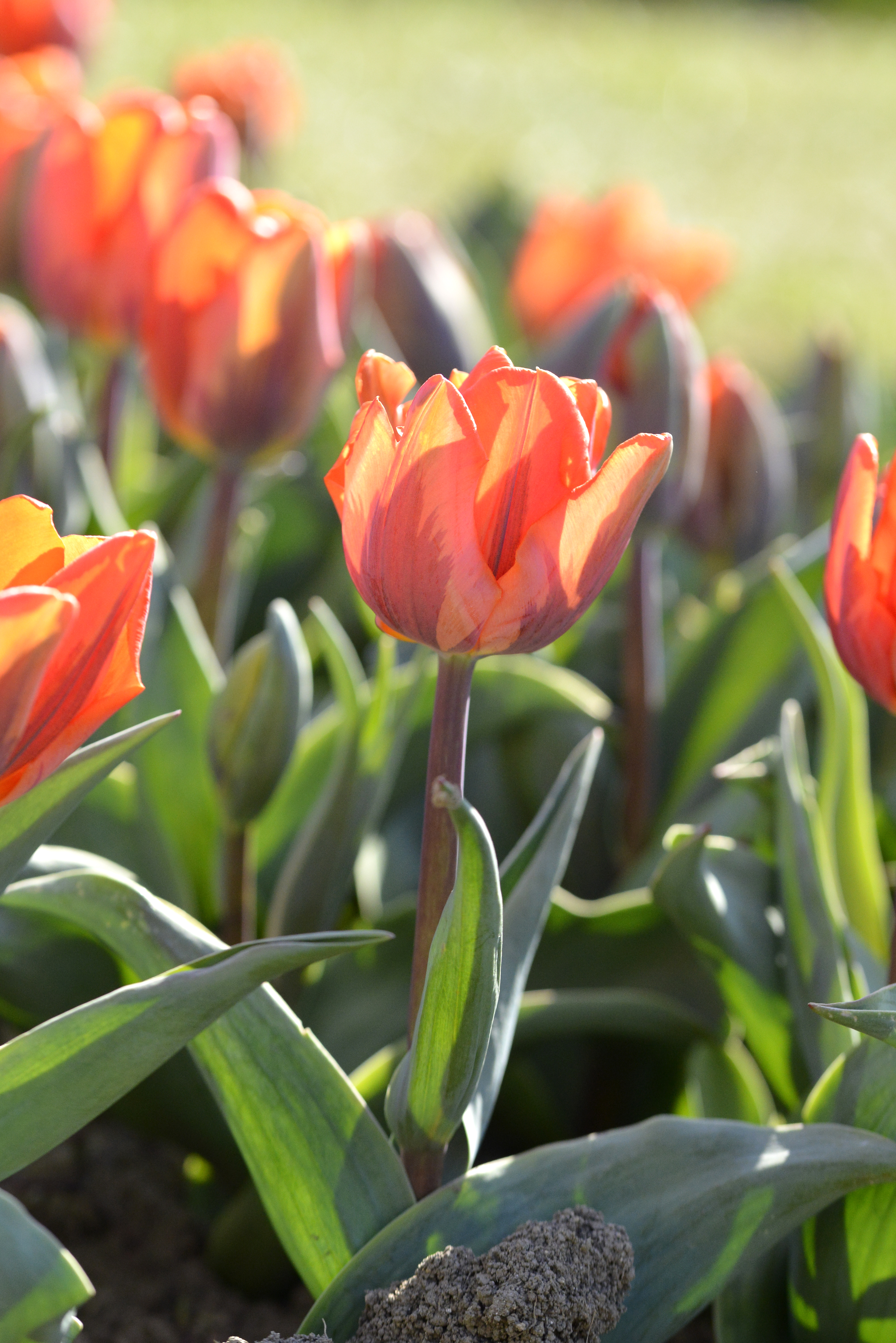 Nahaufnahme einer roten-orange Tulpe mit geöffneten Blütenblättern im Blumenbeet, Sonnenlicht beleuchtet die Blüte