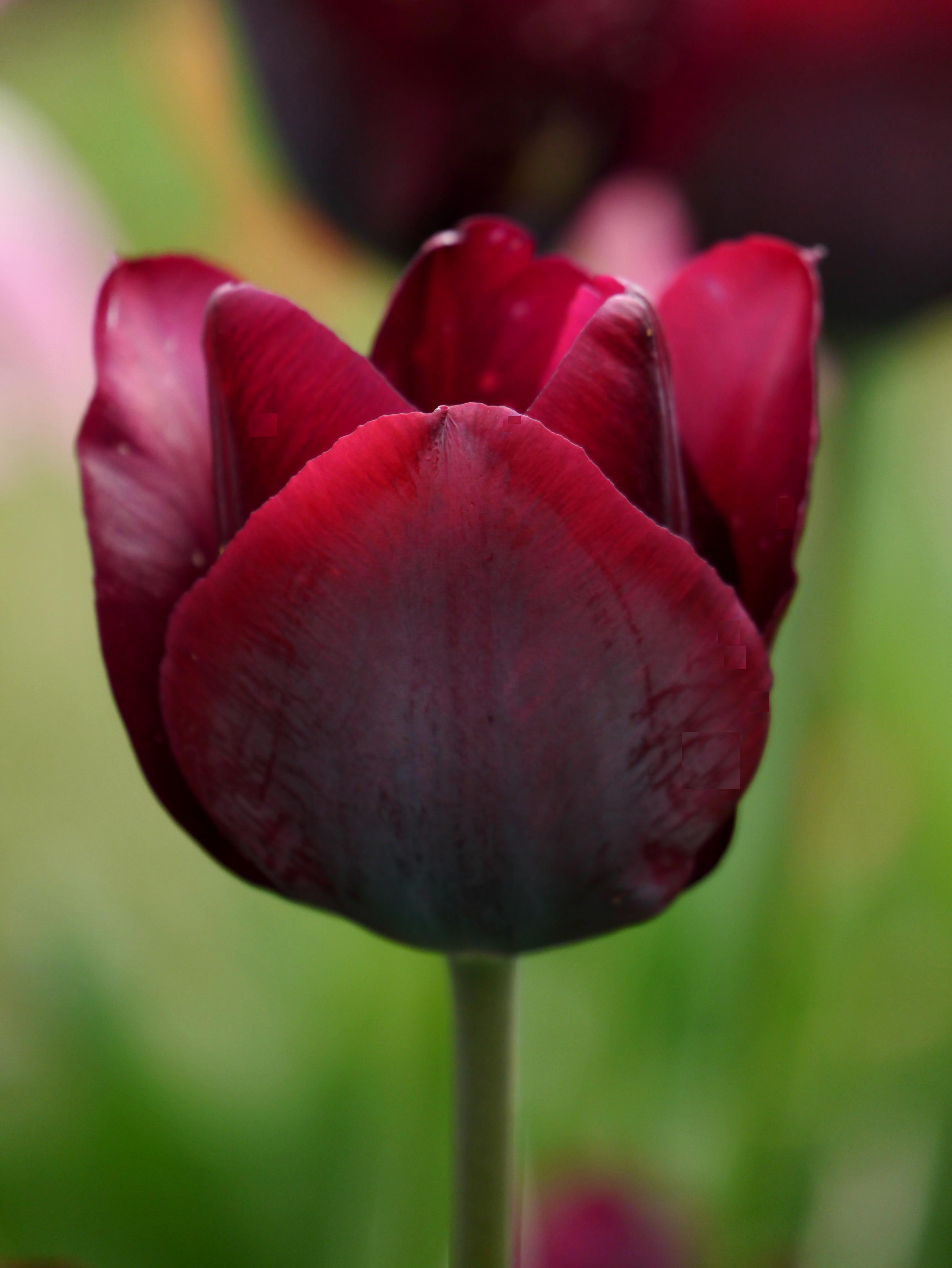 52218_Triumph-Tulpen Ronaldo Makroaufnahme einer dunkelroten Tulpenblüte mit samtigen Blütenblättern und Stiel vor unscharfem grünen Hintergrund