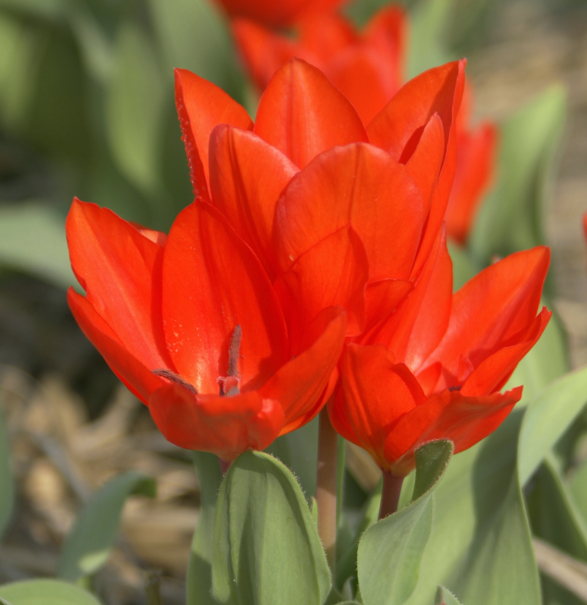 Nahaufnahme von leuchtend roten Tulpenblüten mit grünen Blättern im Frühling