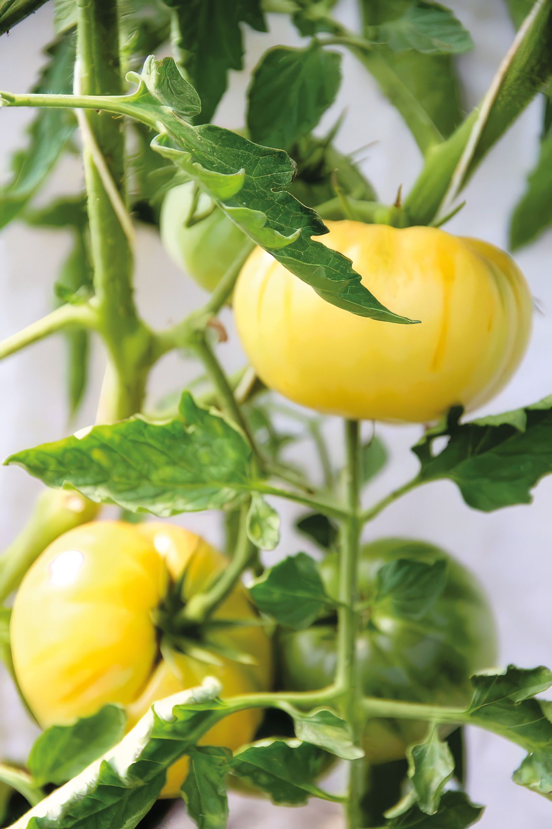 Fleischtomate Jason