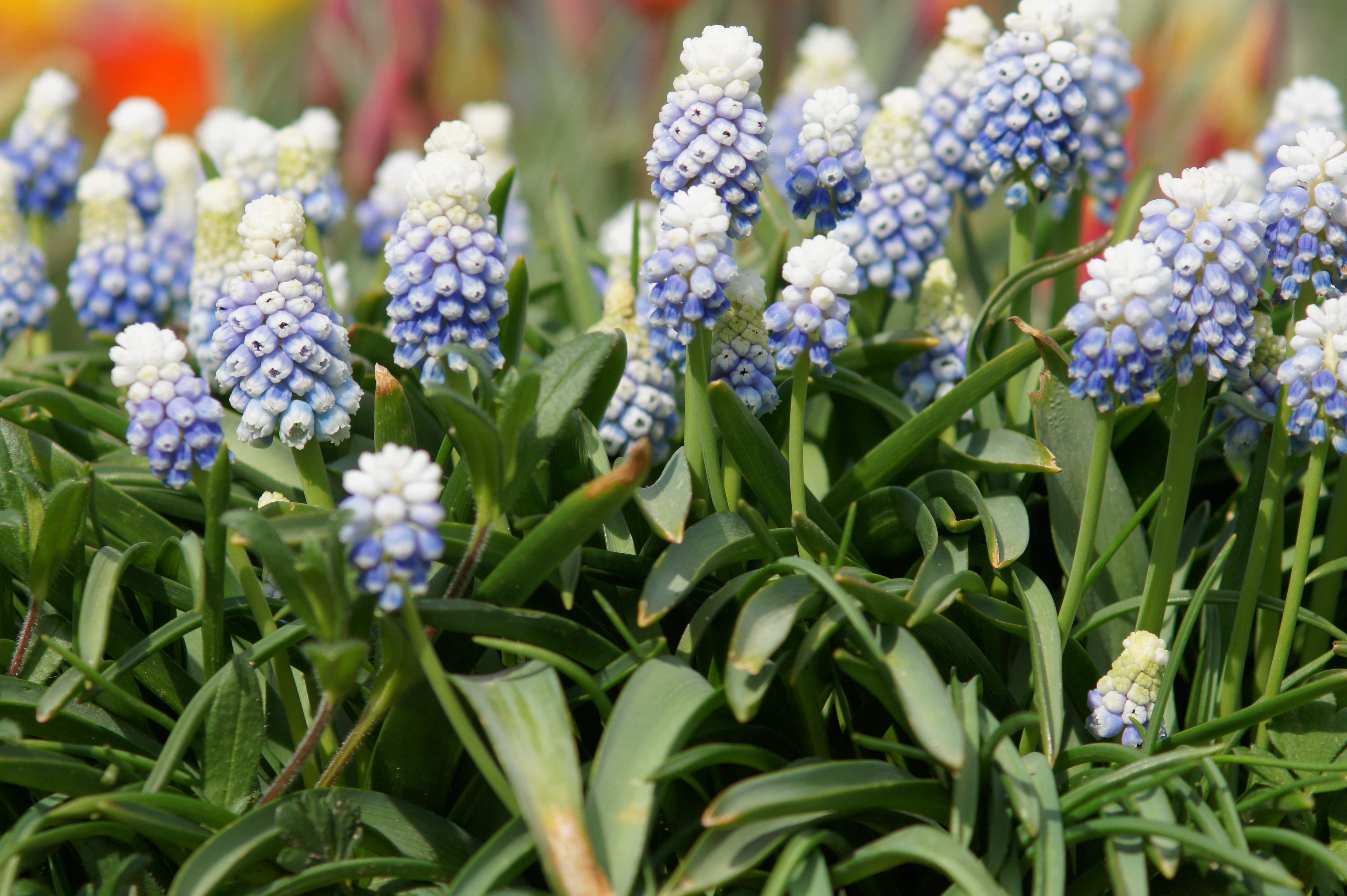 Nahaufnahme dicht stehender weiß-blauer Traubenhyazinthen (Muscari) mit grünen Blättern in einem Frühlingsbeet