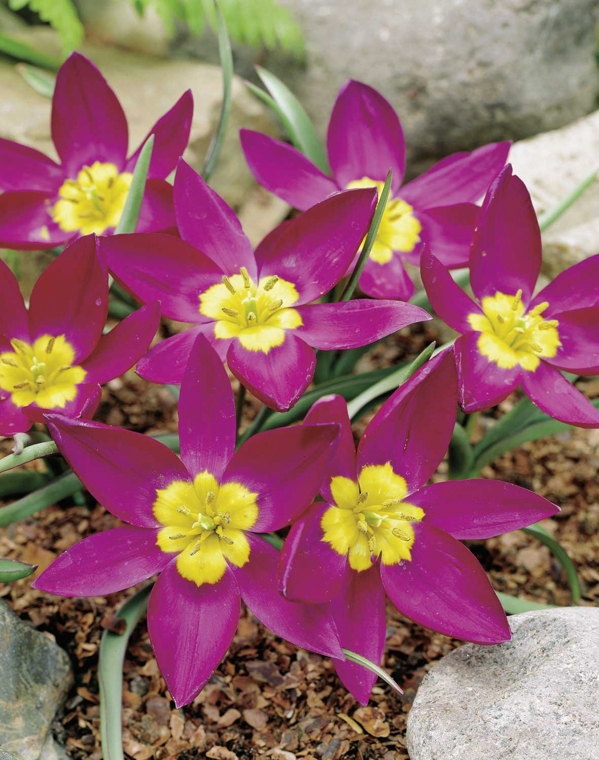 Tulipa humilis Odalisque