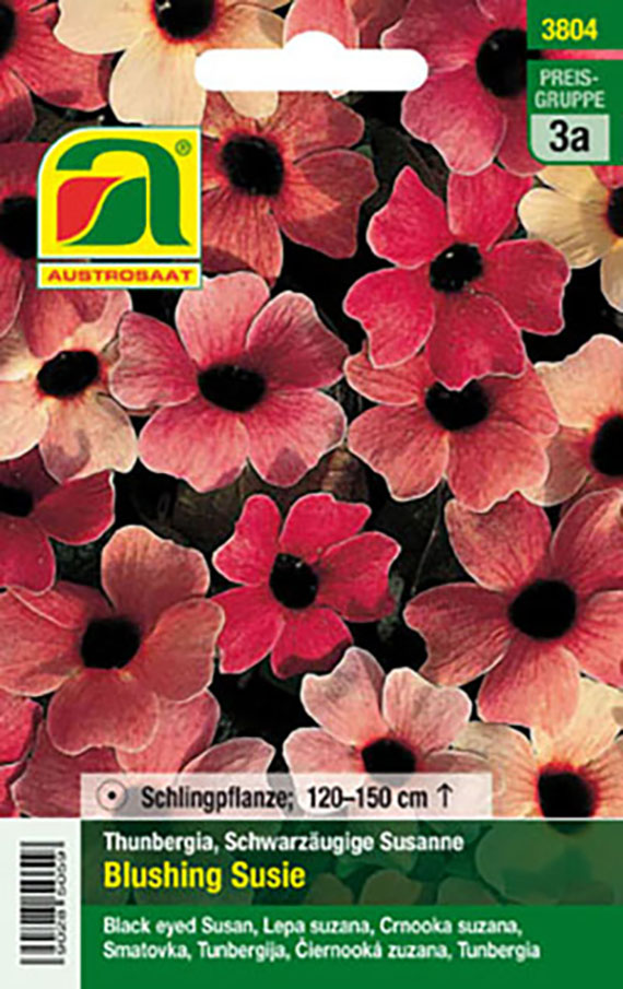 Samenpäckchen von Austrosaat: Thunbergia 'Blushing Susie' (Schwarzäugige Susanne) mit zahlreichen rot- bis rosafarbenen Blüten und dunklem Auge; Verpackung zeigt Produktname und Hinweis Schlingpflanze 120–150 cm