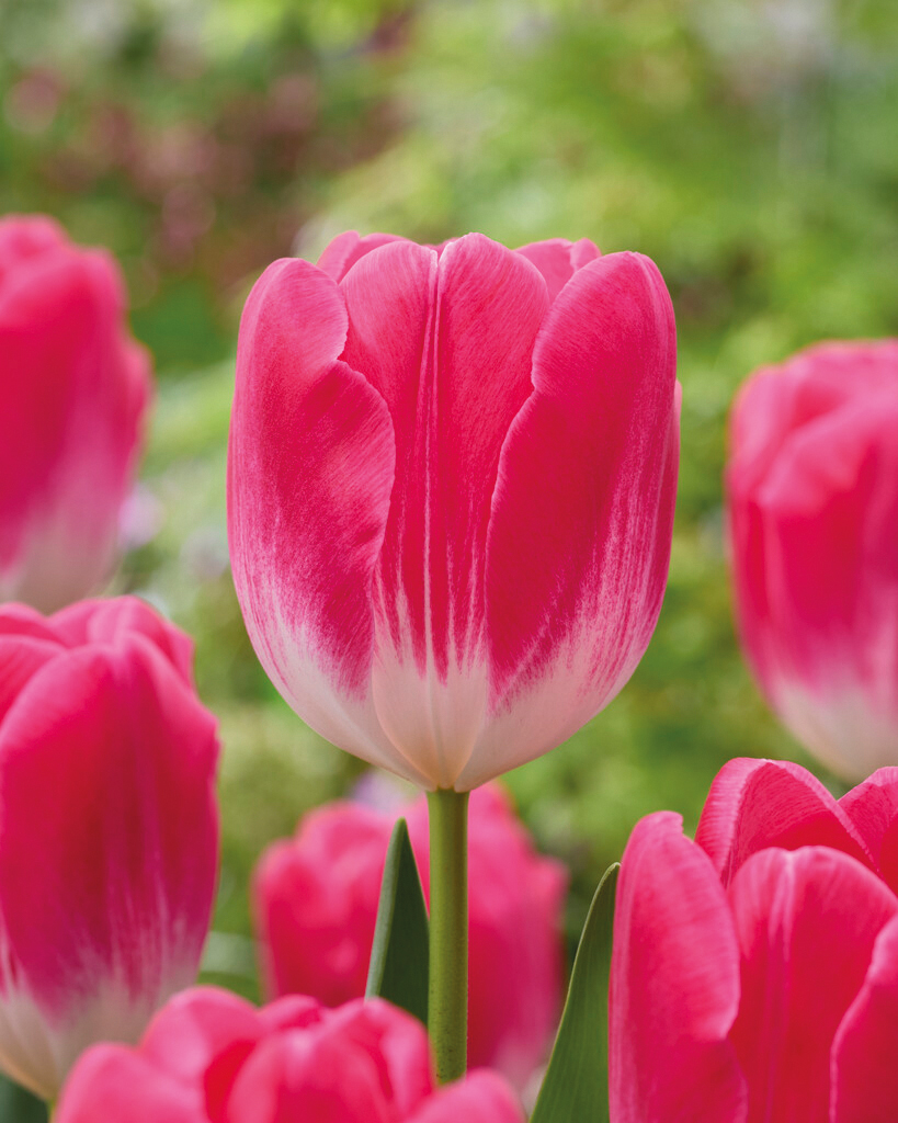 Nahaufnahme einer rosa-weißen Tulpe mit grünem Stängel vor verschwommenem Gartenhintergrund und weiteren Tulpen im Umfeld