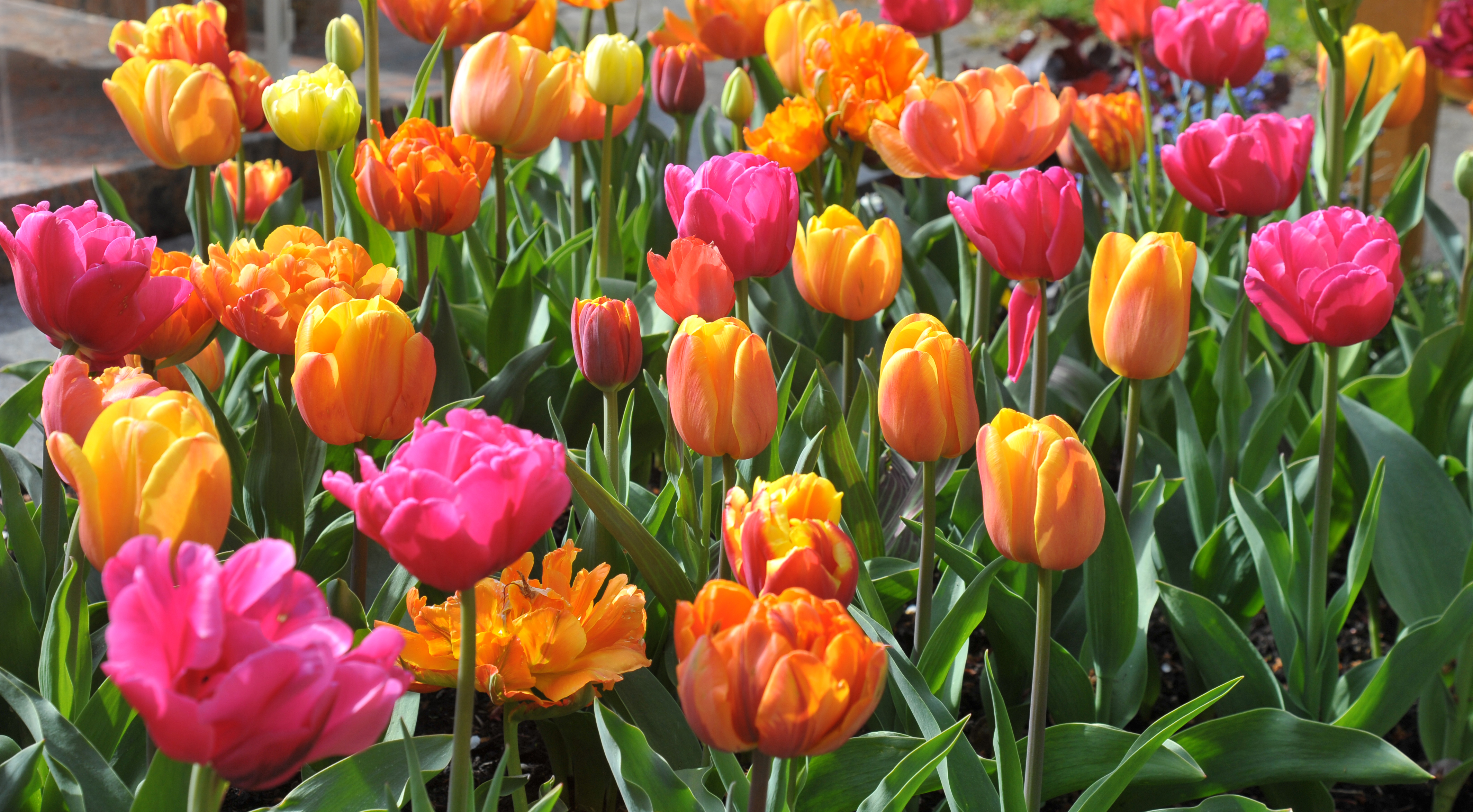Tulpen-Mischung Marlena-Marie