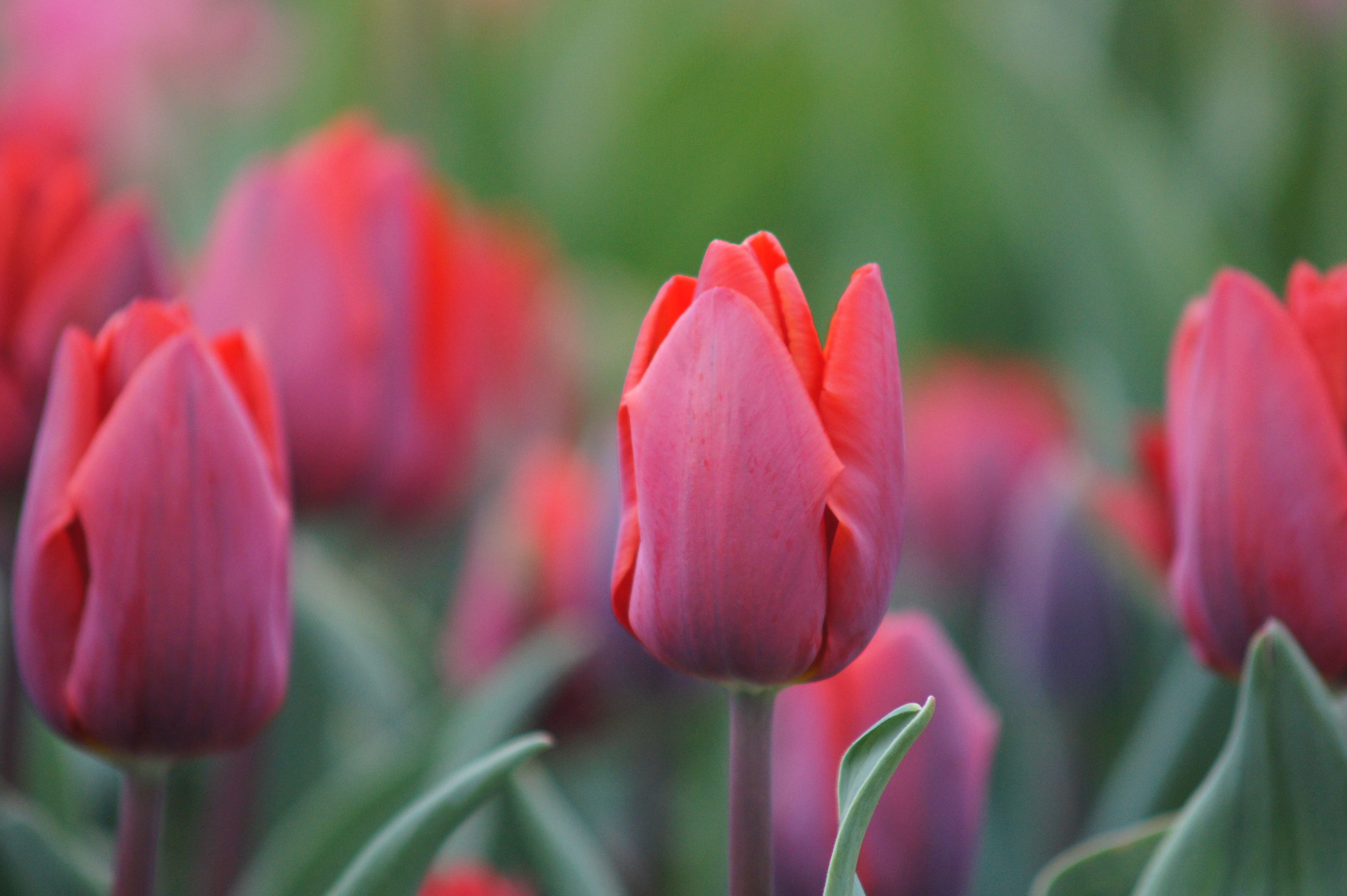 Rote Tulpen, Nahaufnahme einer einzelnen Tulpenblüte mit unscharfem Blütenhintergrund