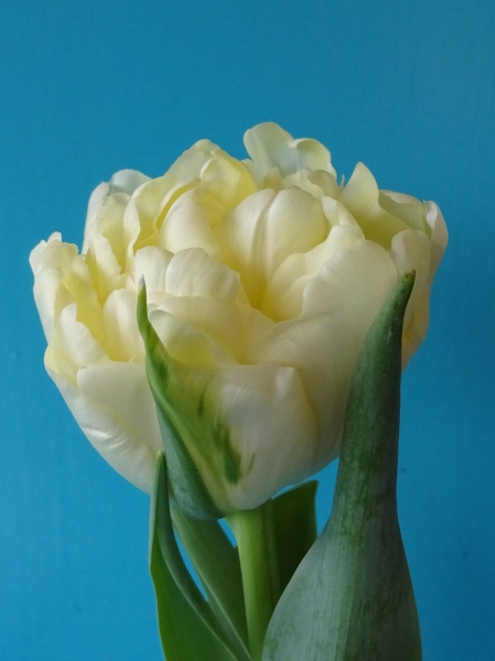 Nahaufnahme einer cremefarbenen, doppelblütigen Tulpe mit grünen Blättern vor blauem Hintergrund