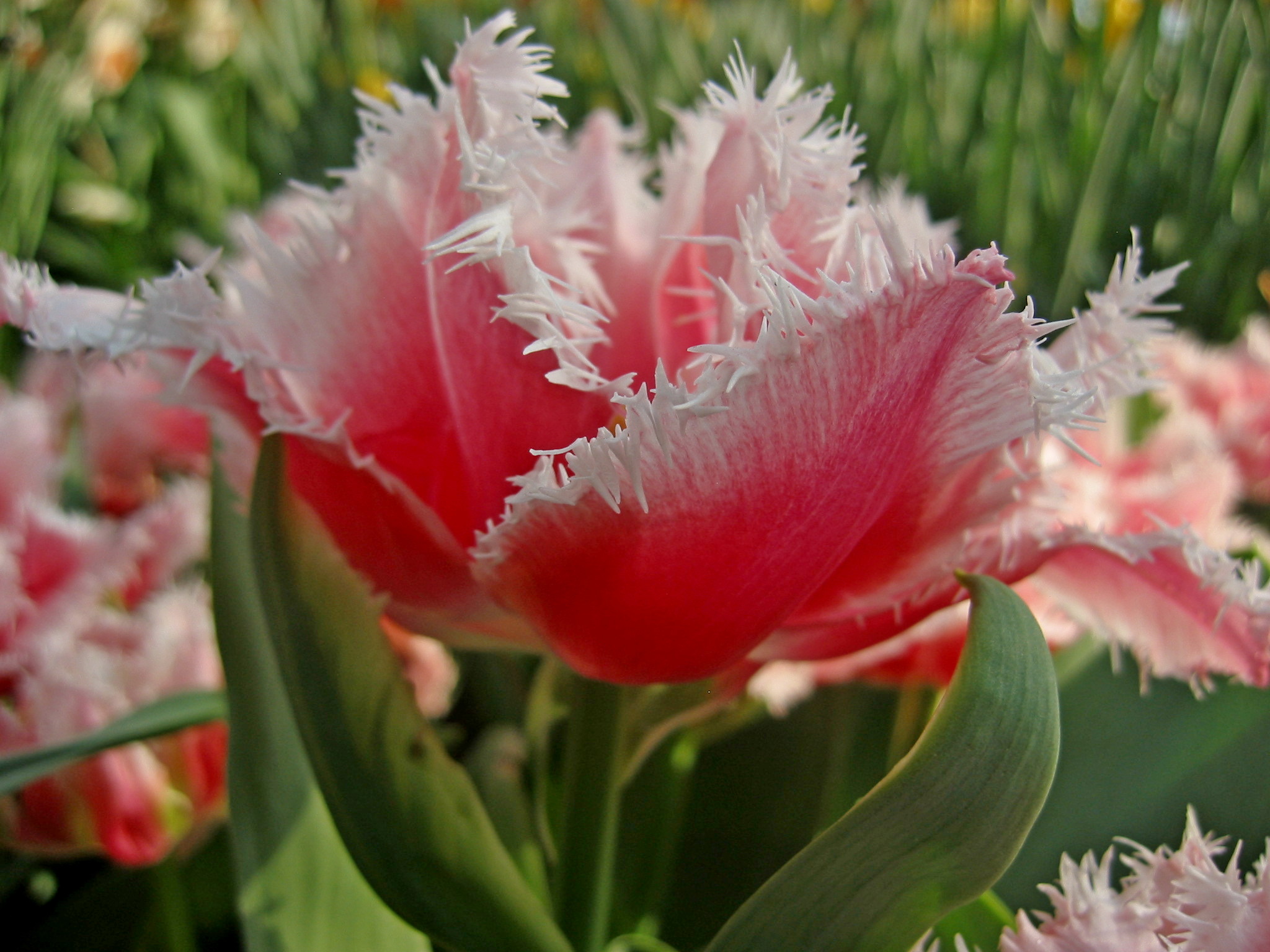 Nahaufnahme der Crispa-Tulpe Queensland mit rosafarbenen Blütenblättern und hellrosa gefransten Blütenrändern, ideal für Frühlingsgarten, Topf und Balkonkasten.