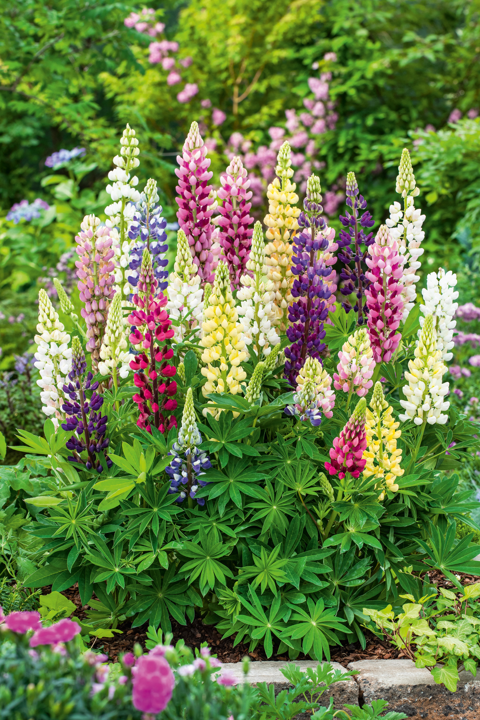 Nahaufnahme bunter Lupinen im Garten: dichte Blütentrauben in Pink, Violett, Gelb und Weiß auf grünem, handförmigem Blattwerk