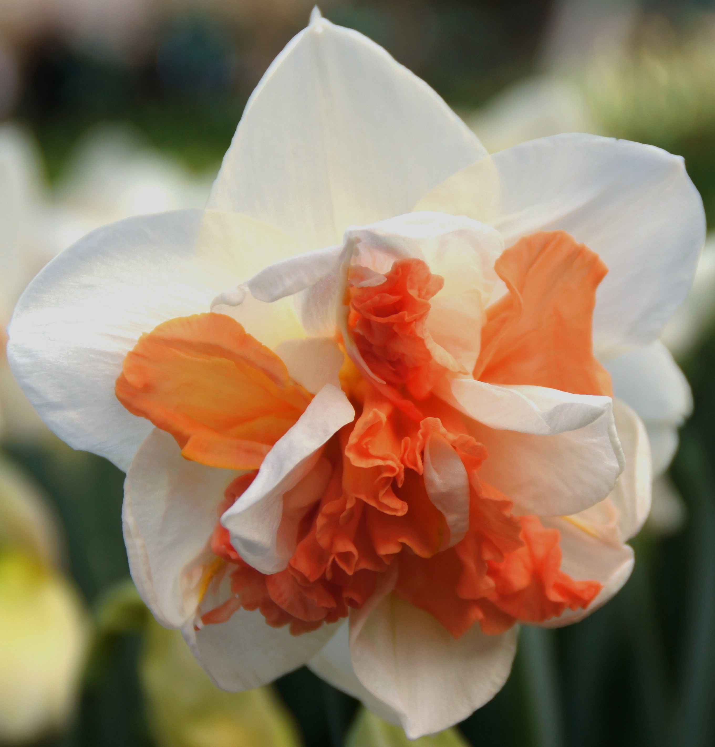 Nahaufnahme einer gefüllten Narzissenblüte (Narcissus) mit weißen Außenblättern und kräftig korallenorangefarbenen, gewellten Innenblättern; ideal für Garten, Geschenk oder Frühlingsdekoration