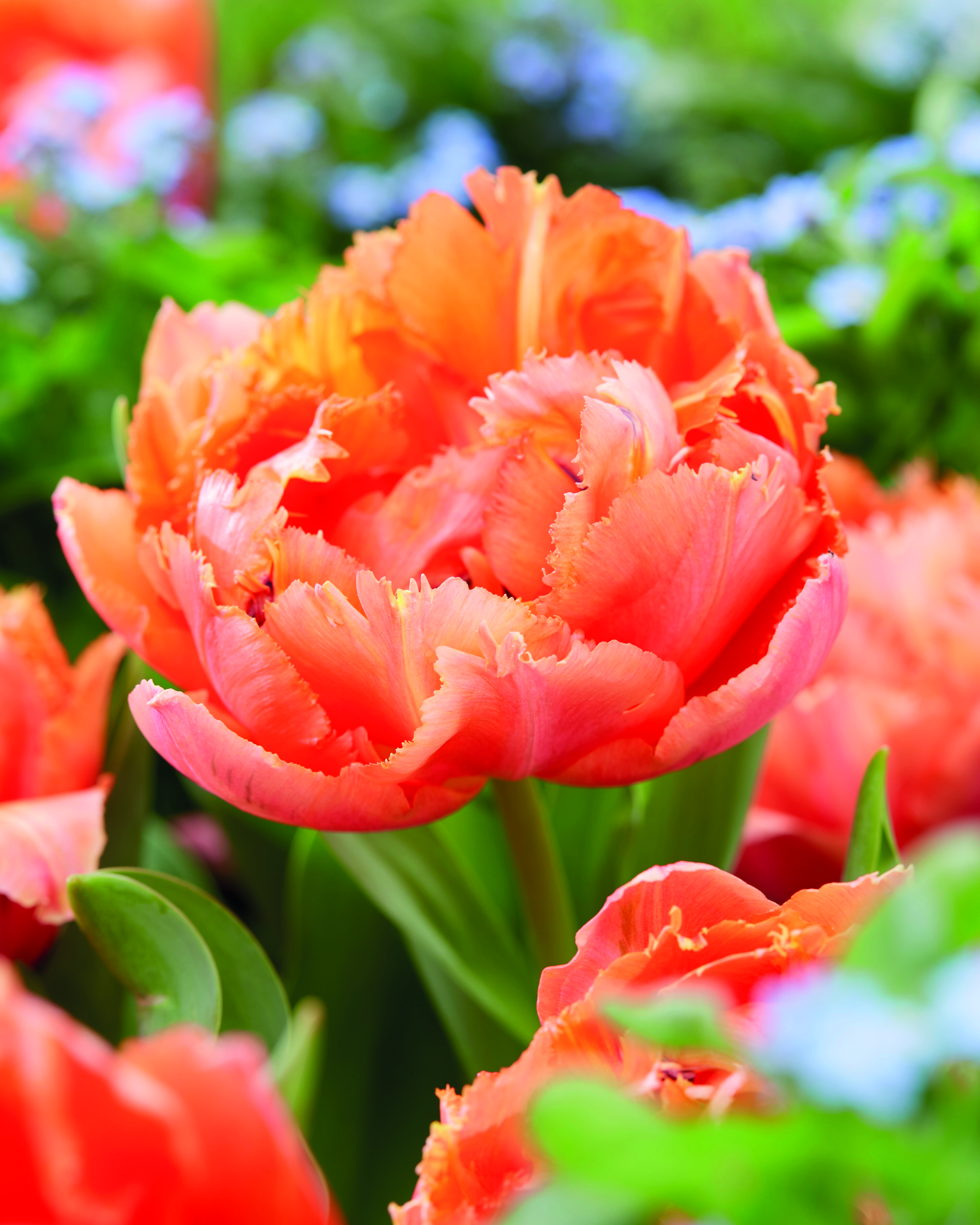 Nahaufnahme einer gefransten roten-orange Tulpe mit samtigen Blütenblättern, grünem Blattwerk und unscharfem blauen Blumenhintergrund