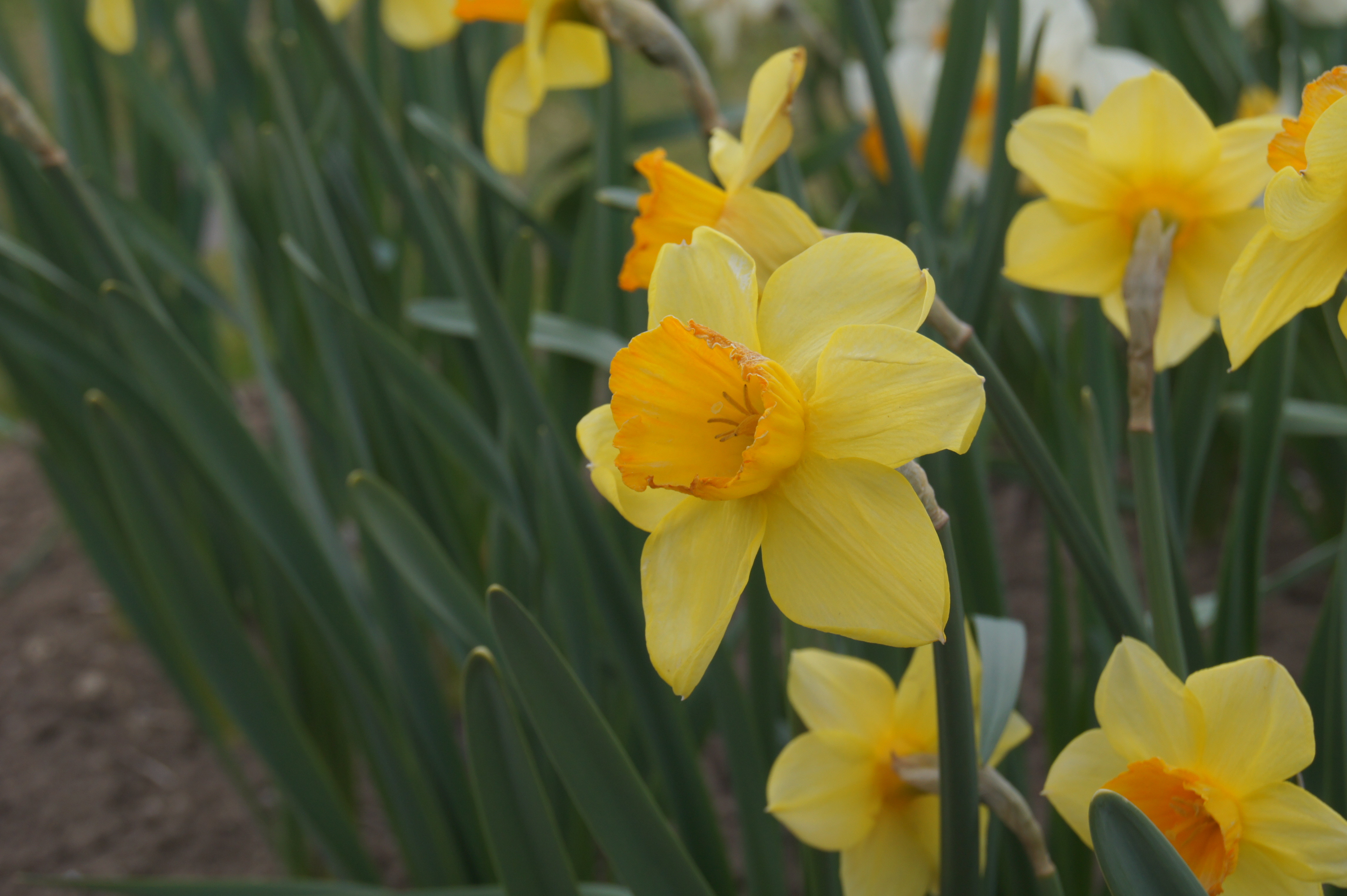 Nahaufnahme gelber Narzissen mit orangefarbenem Kelch und grünem Laub im Blumenfeld