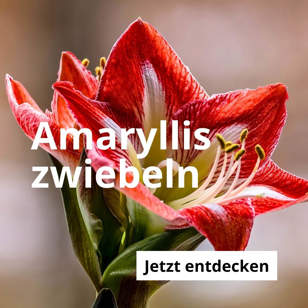 Amarylliszwiebeln