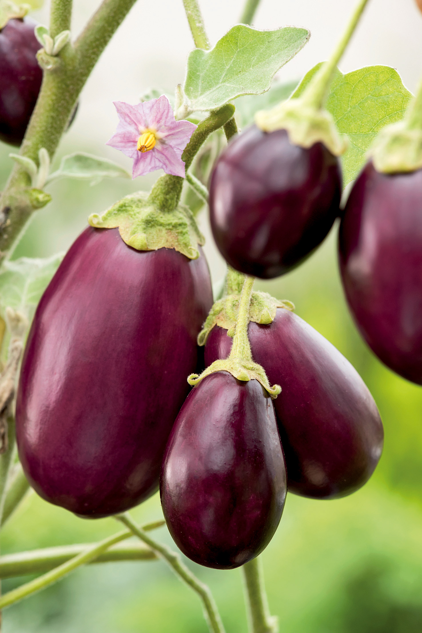 Nahaufnahme reifer dunkelvioletter Auberginen an der Pflanze mit grünem Stängel und rosa Blüte