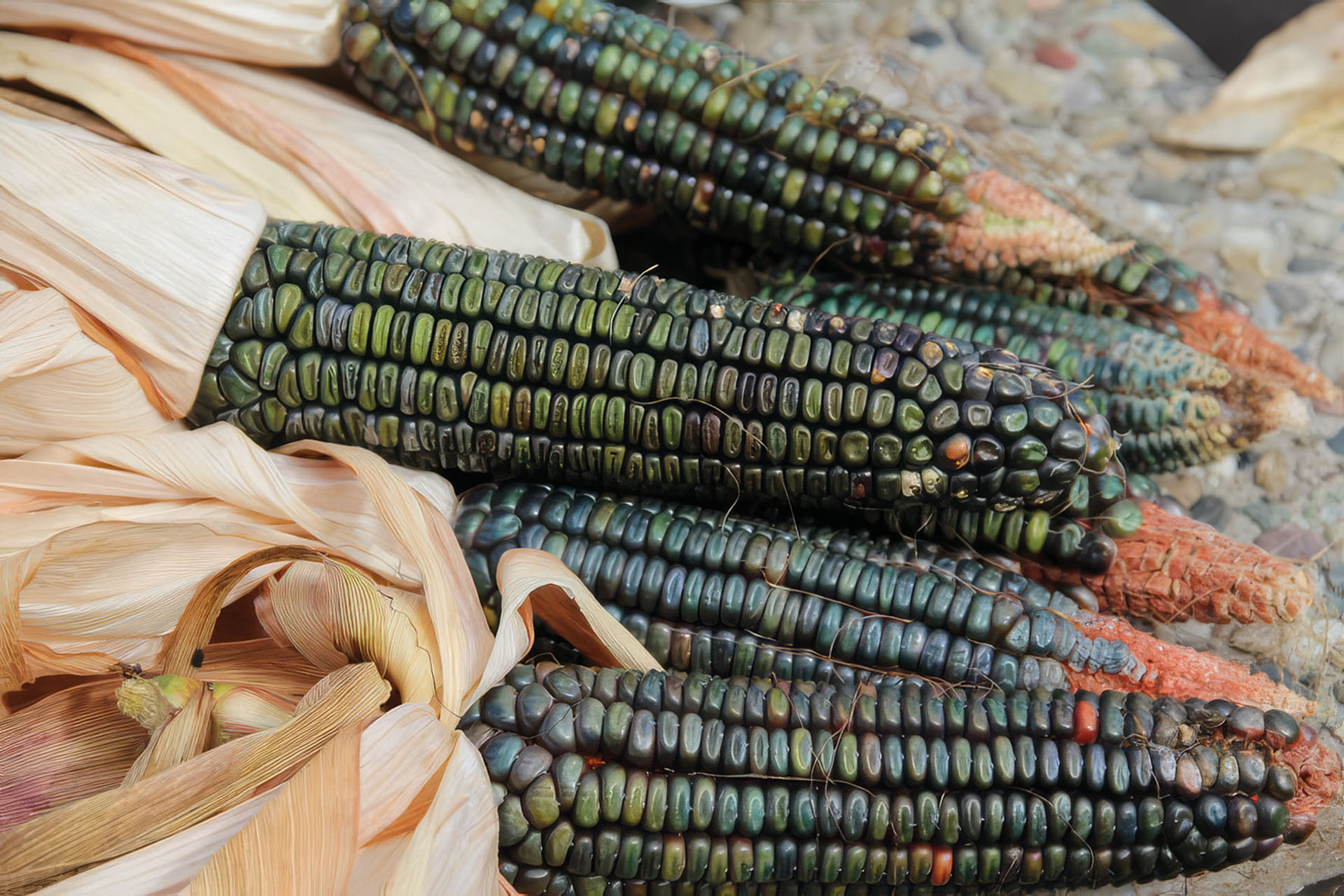 Mais Oaxacan Green