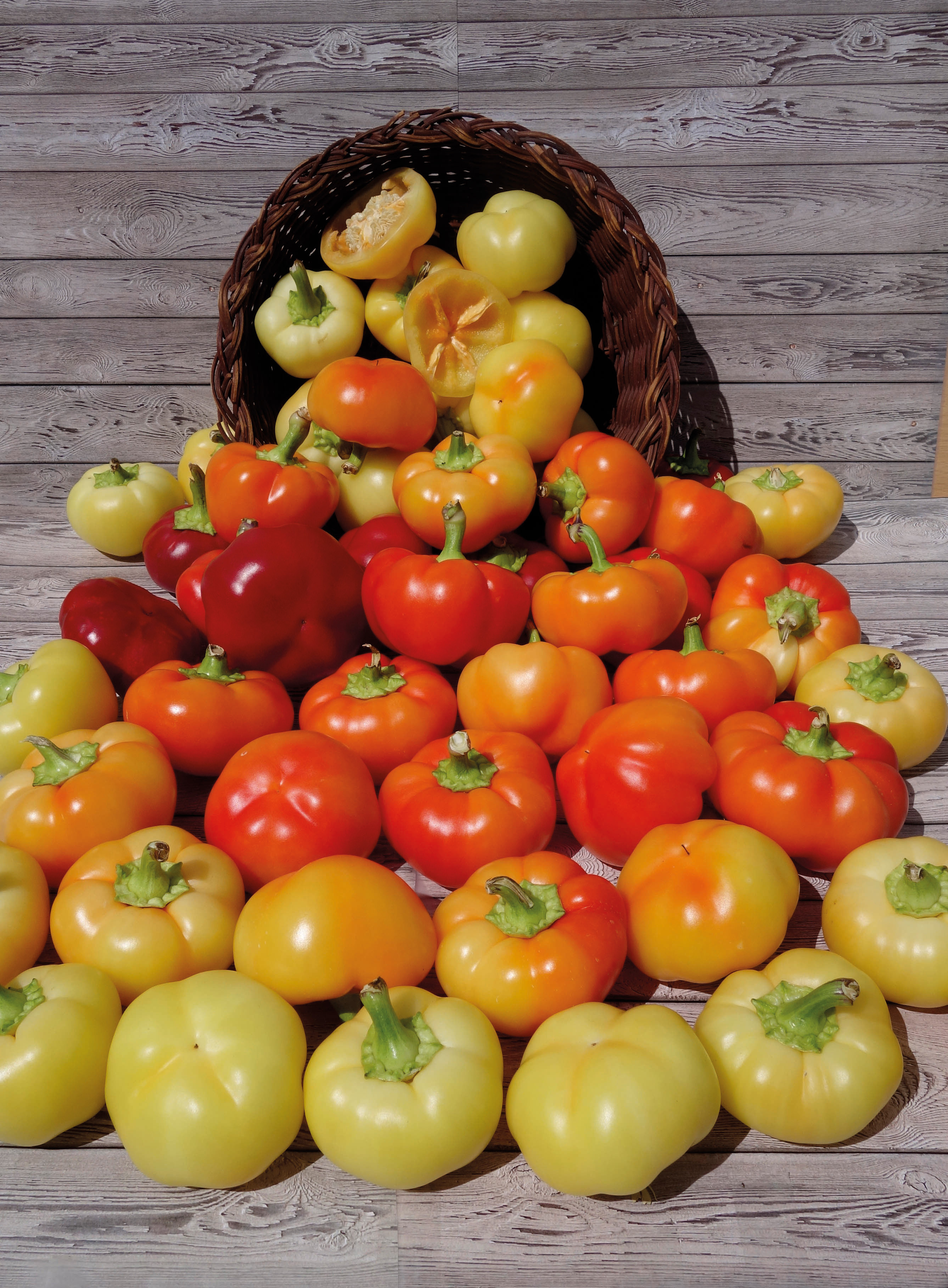 92296_Paprika Wiener Calvill Nahaufnahme: gelbe, orange und rote Paprika aus umgekipptem Korb auf hellem Holzbrett