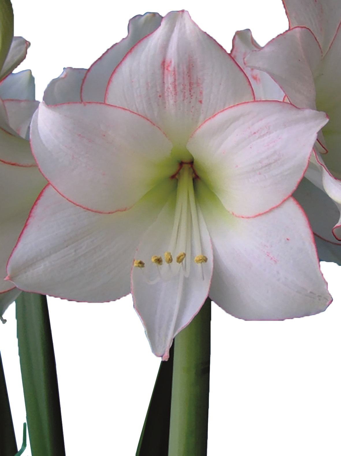 Nahaufnahme einer weißen Amaryllisblüte mit zart rosa umrandeten Blütenblättern, sichtbaren gelben Staubgefäßen und grünem Stängel