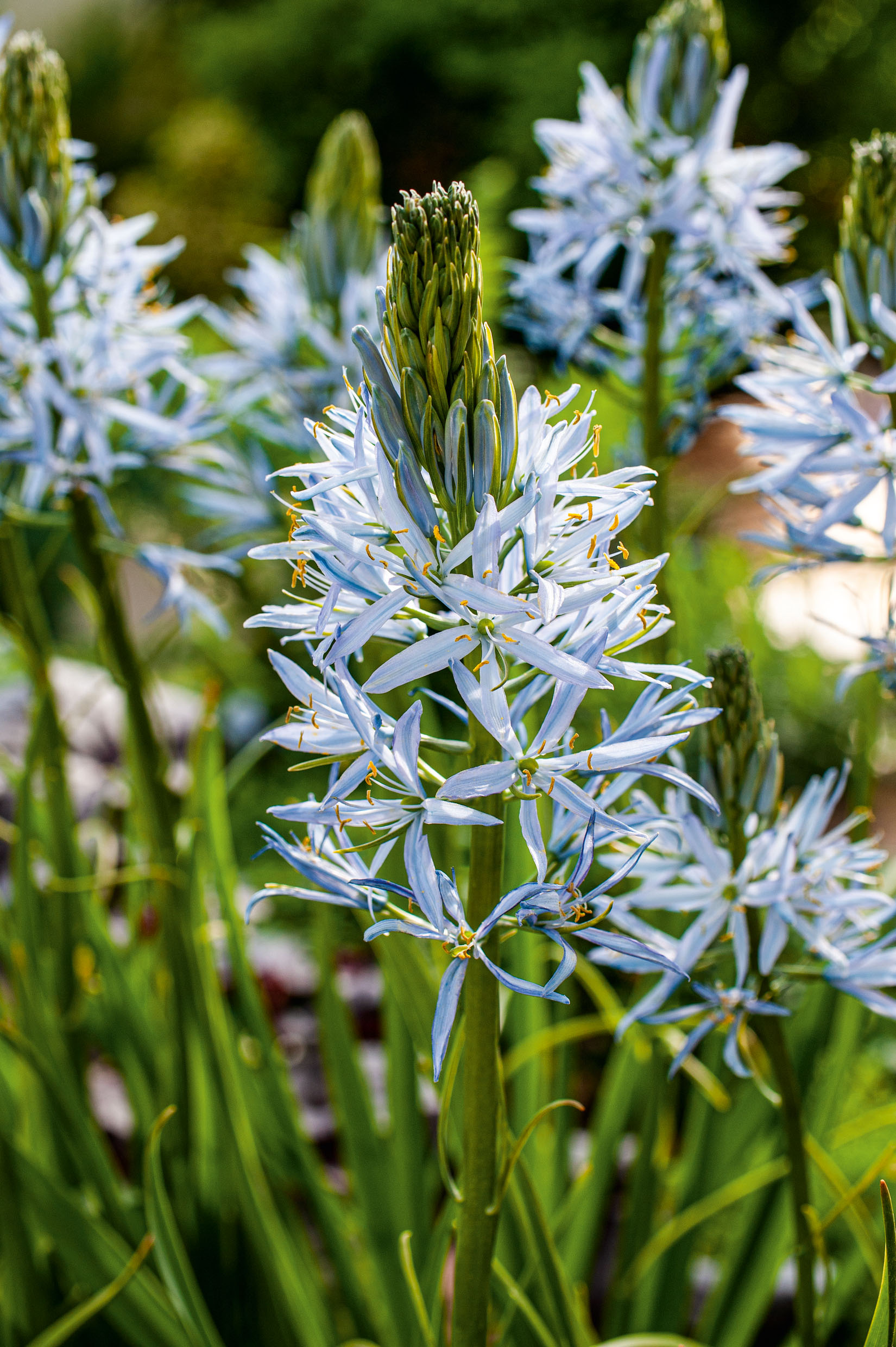 261134_50027_camassia_cusickii_14234541_FM_RGB Camassia cusickii