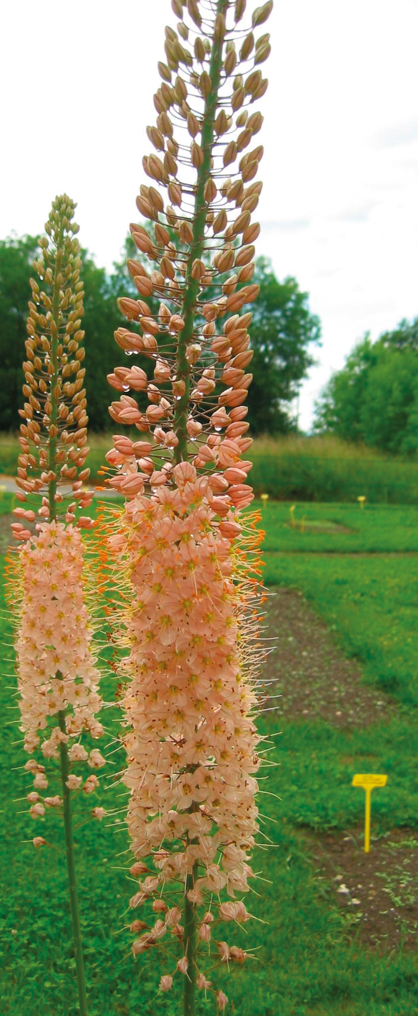 50061_Eremurus Romance Zwei hohe Eremurus-Blütenstände in pfirsichfarbenen Tönen mit Wassertropfen, dichte Blütentrauben an aufrechtem Stängel vor grünem Gartenhintergrund