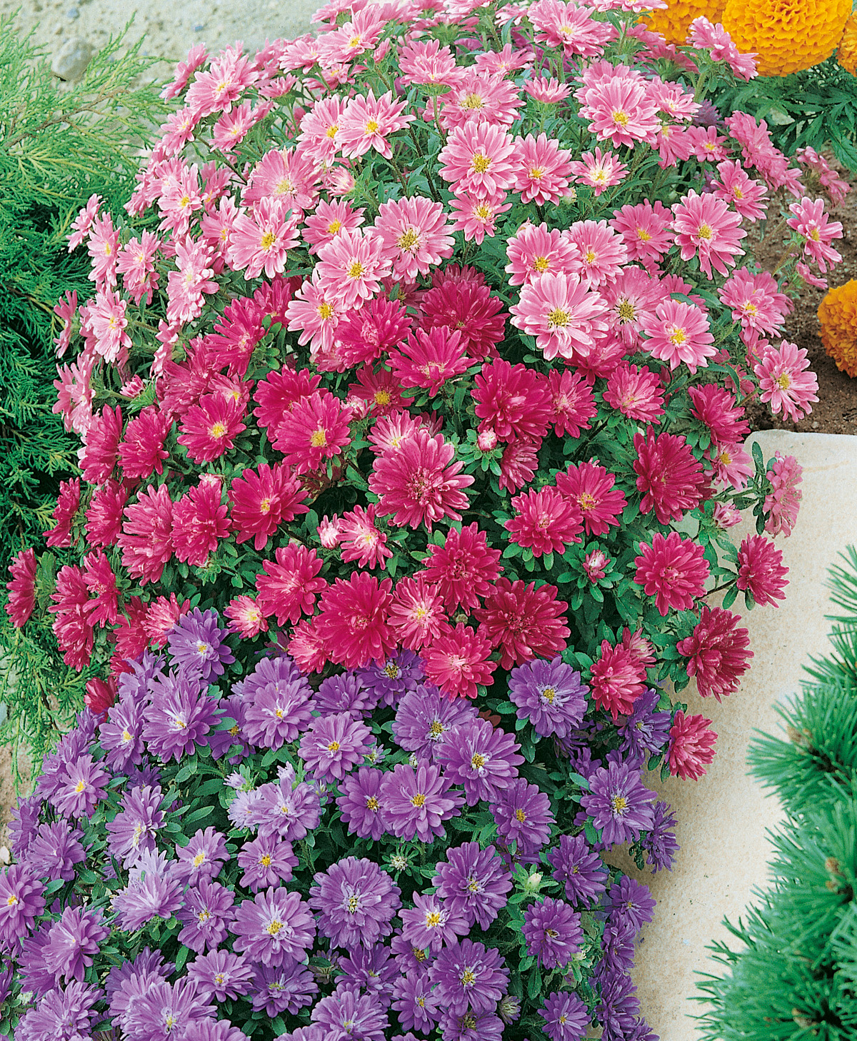 Nahaufnahme mehrerer kompakter Aster-Pflanzen mit dicht stehenden rosa, magenta und violetten Blüten am Beetrand, ideal als Bodendecker und für Rabatten