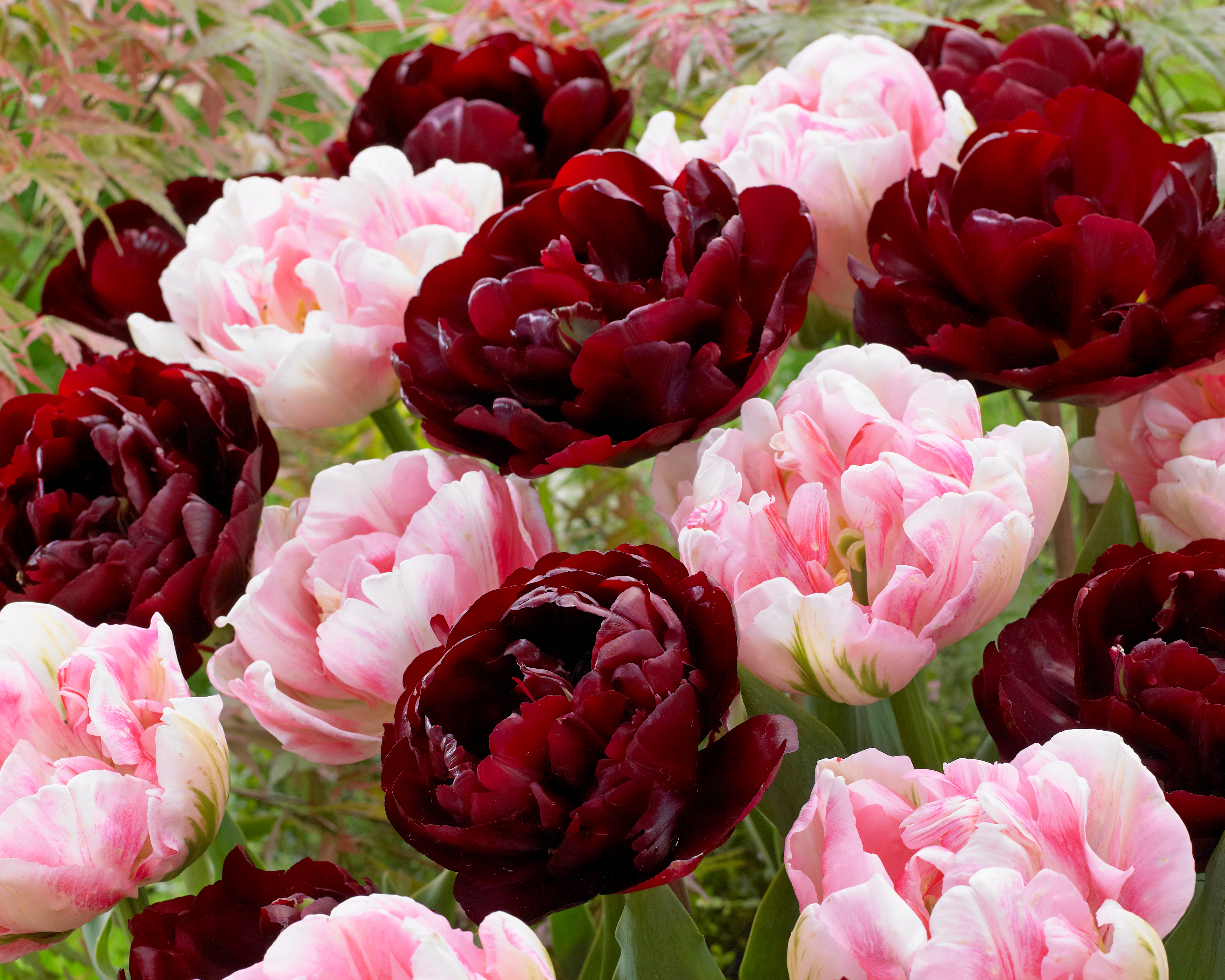 51027_gefüllter Kontrast Nahaufnahme von gefüllten Tulpen in rosa und dunkelrot (Pfingstrosen-Tulpen) im Garten