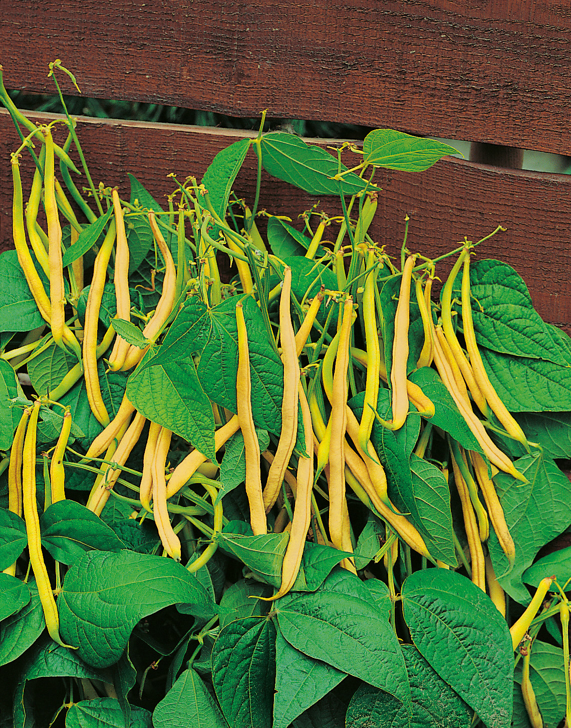 Buschbohnen Golden Teepee