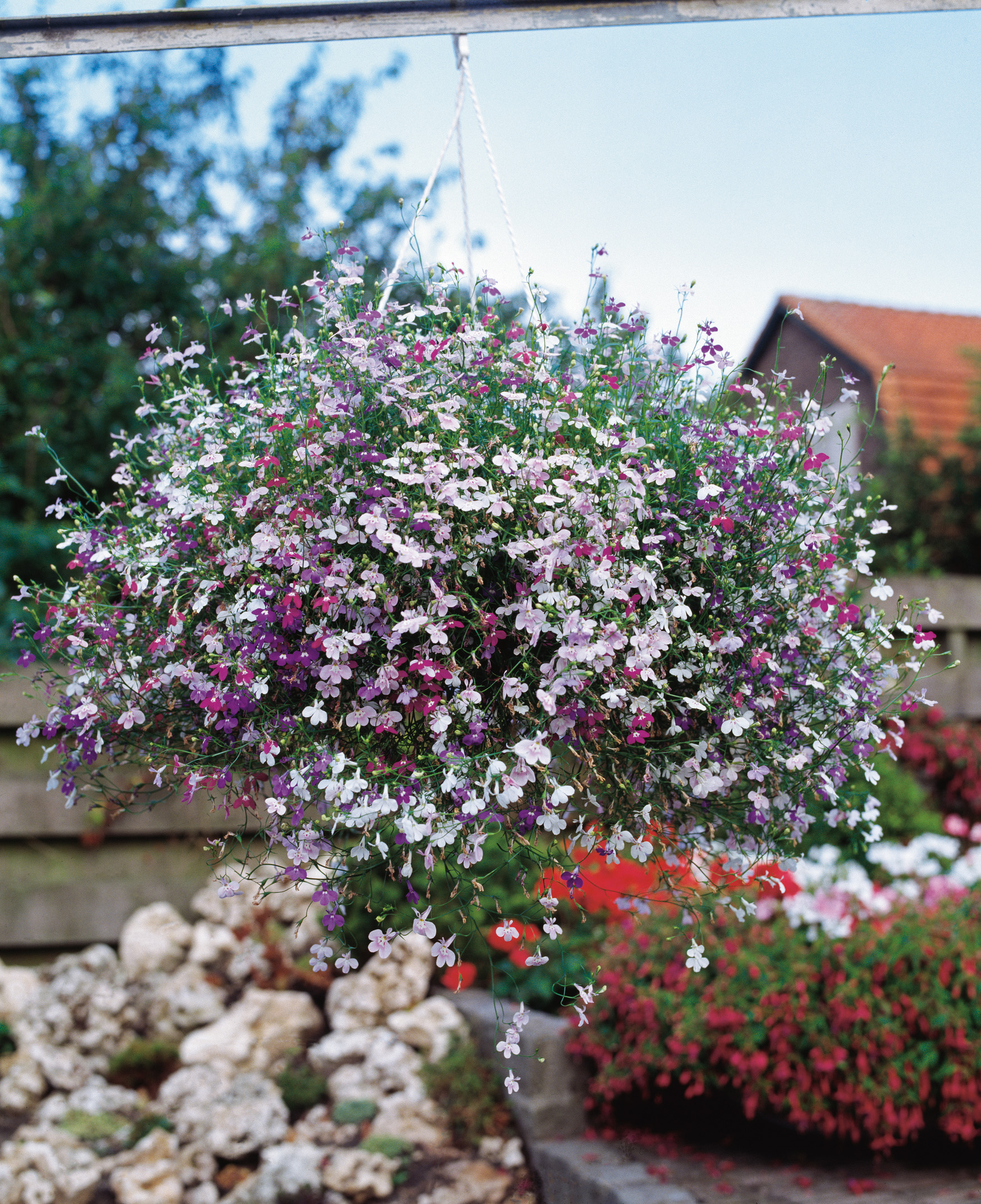 Hängeampel mit üppiger Mischung kleiner rosa, weißer und violetter Blüten über einem Steingarten; dekorative Sommerbepflanzung für Balkon und Terrasse
